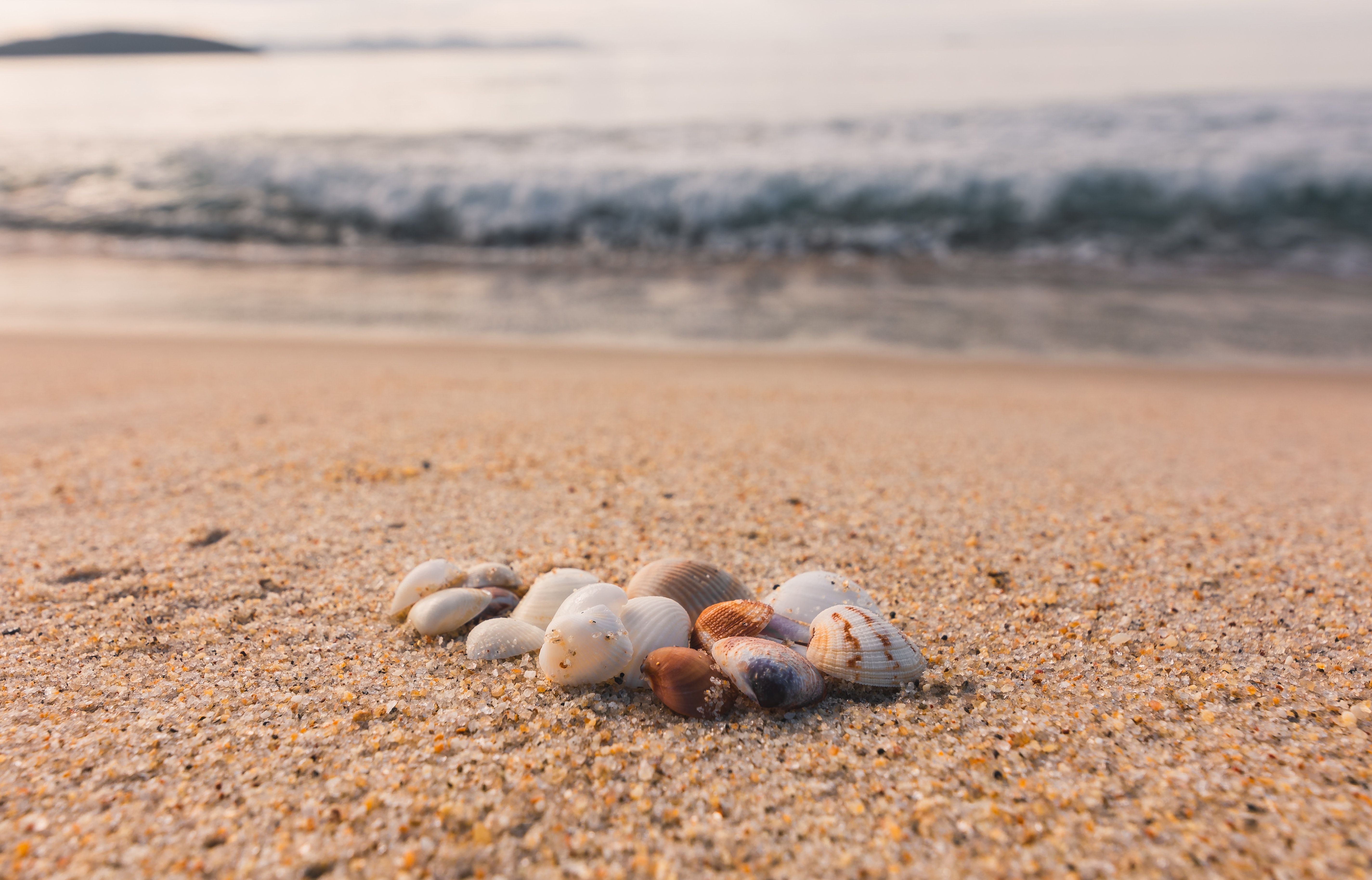 Seashells on the beach