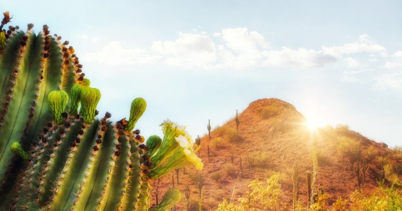 Phoenix Arizona travel scene with blooming saguaro cactus