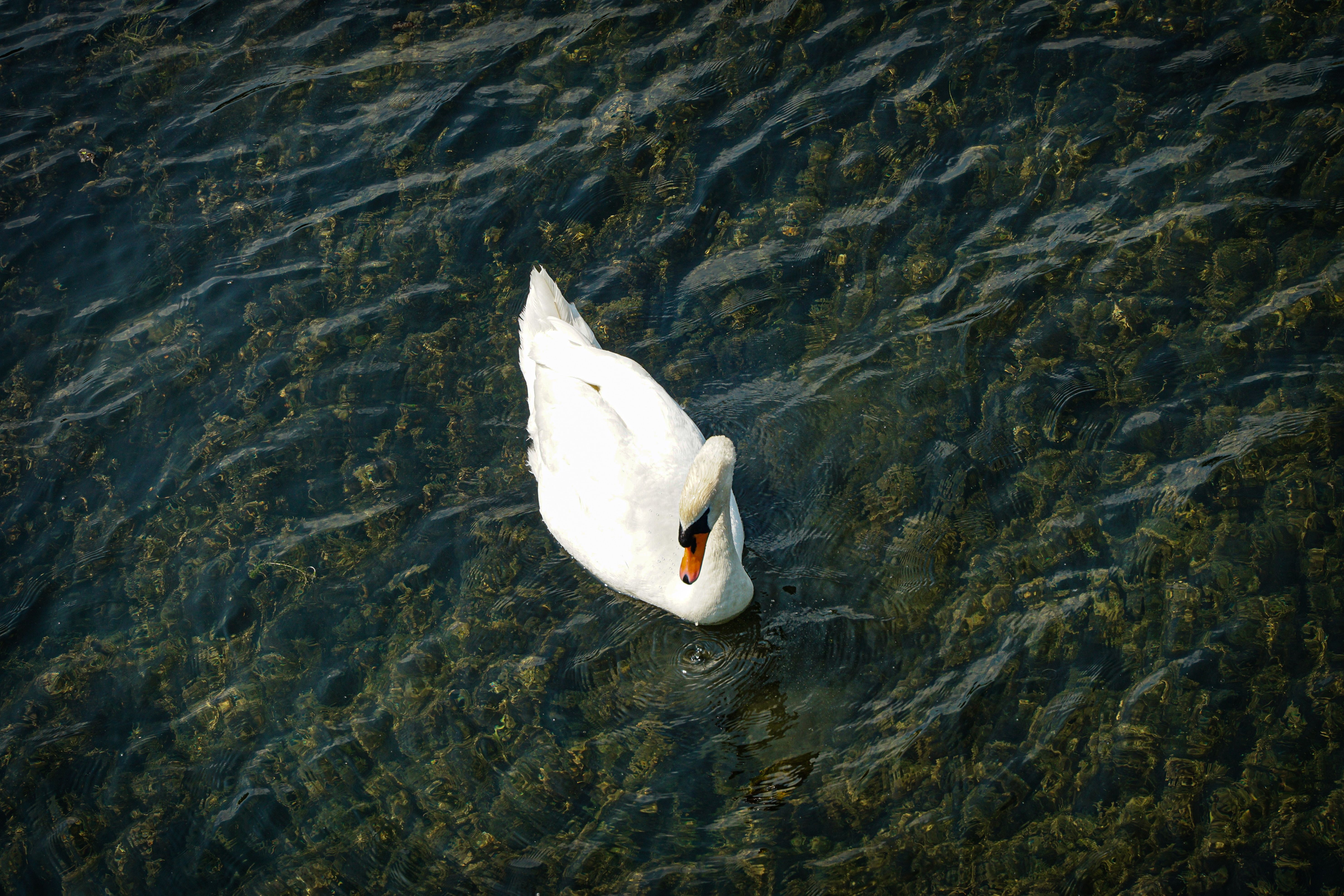 Swan on a lake with pristine waters