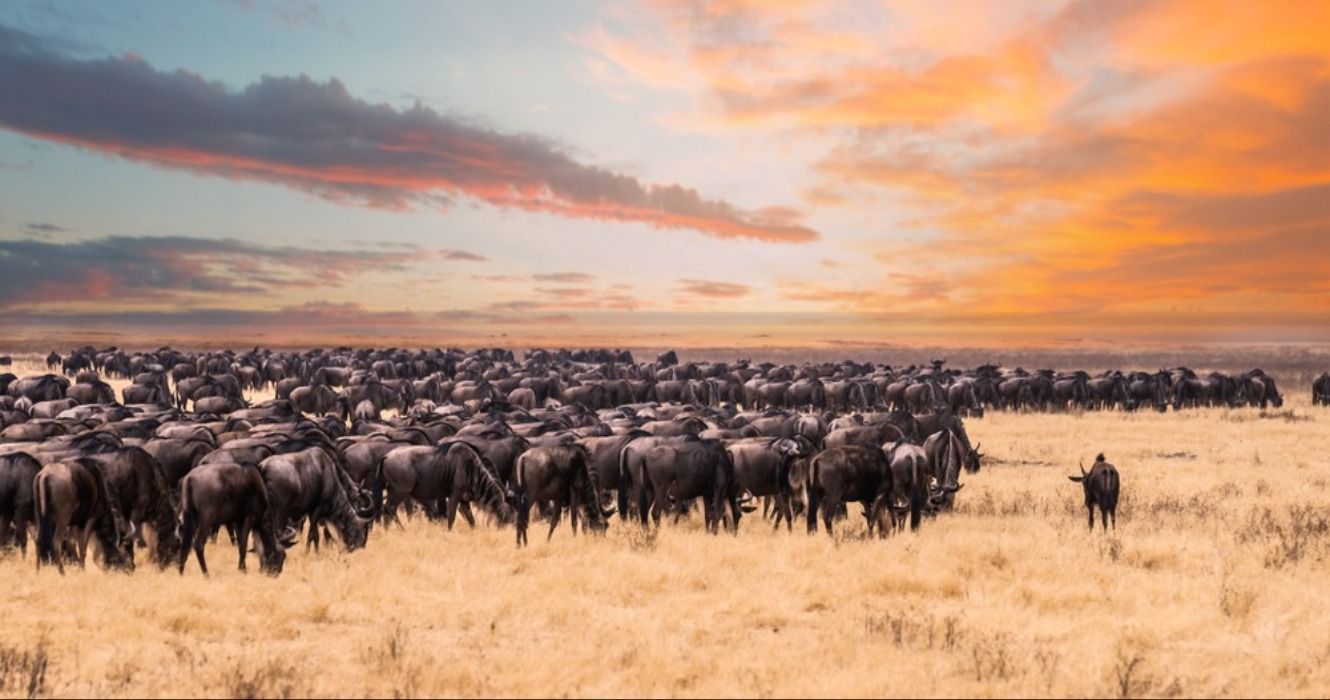 The Great Wildebeest Migration in Serengeti National Park, Tanzania