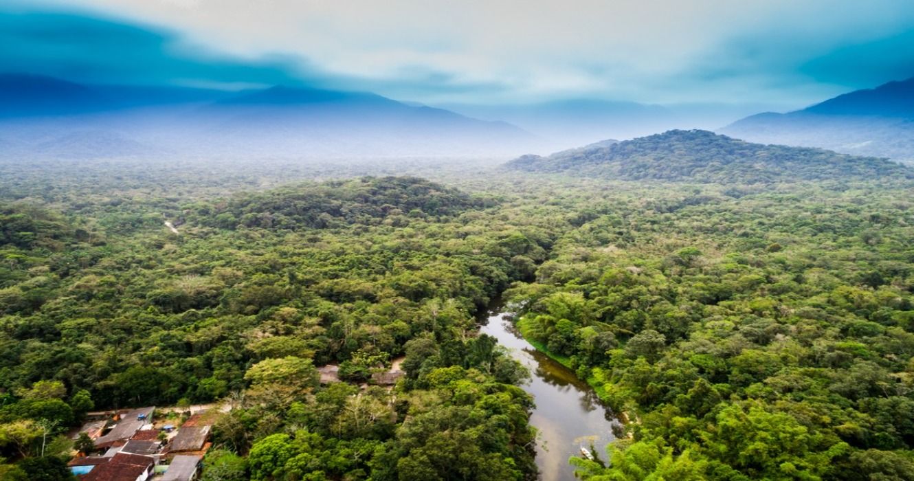 The  rainforest: The wonders of Earth's most unexplored