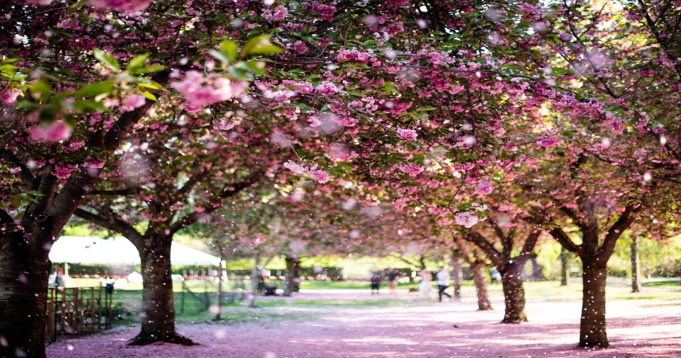 Cherry blossom trees at Brooklyn Botanical Garden in New York City, United States of America