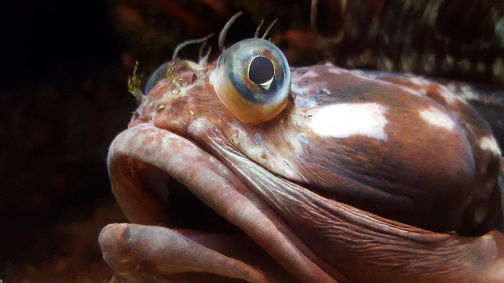 Sarcastic_Fringehead_(Neoclinus_blanchardi)_at_the_Monterey_Bay_Aquarium