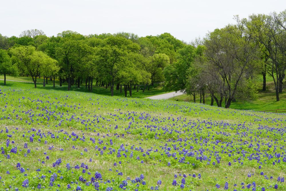 Green hills with bluebonnet wildflowers during Spring in the Texas Hill Country
