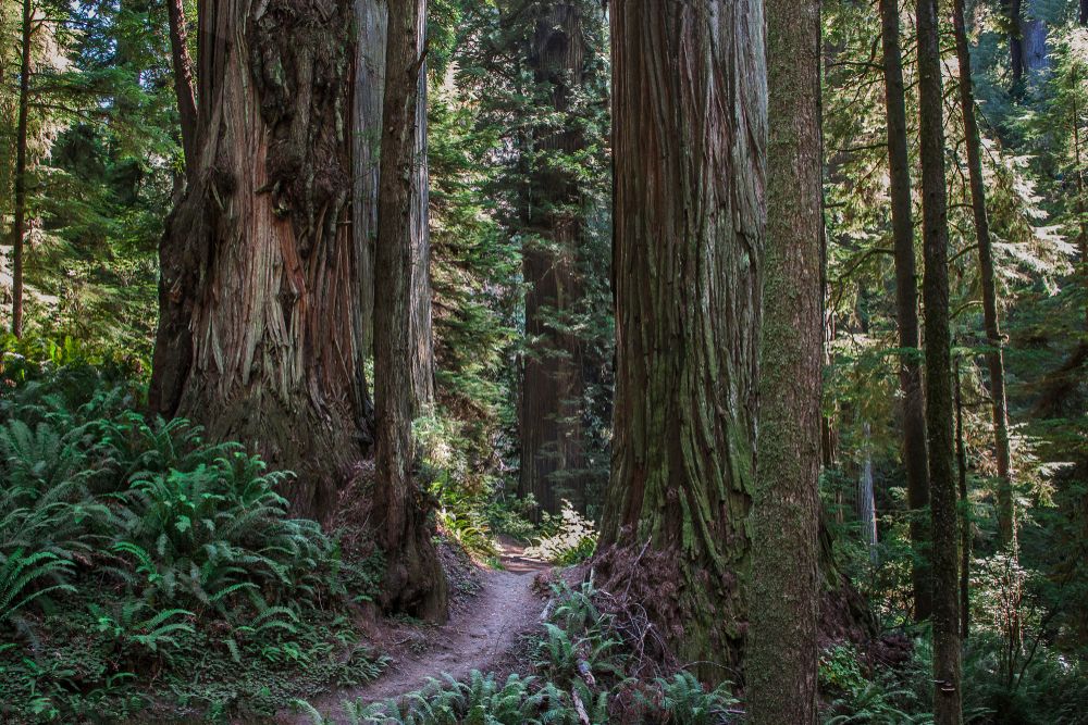 Boy Scout Tree Trail in Jedediah Smith Redwoods State Park outside Crescent City, California, USA