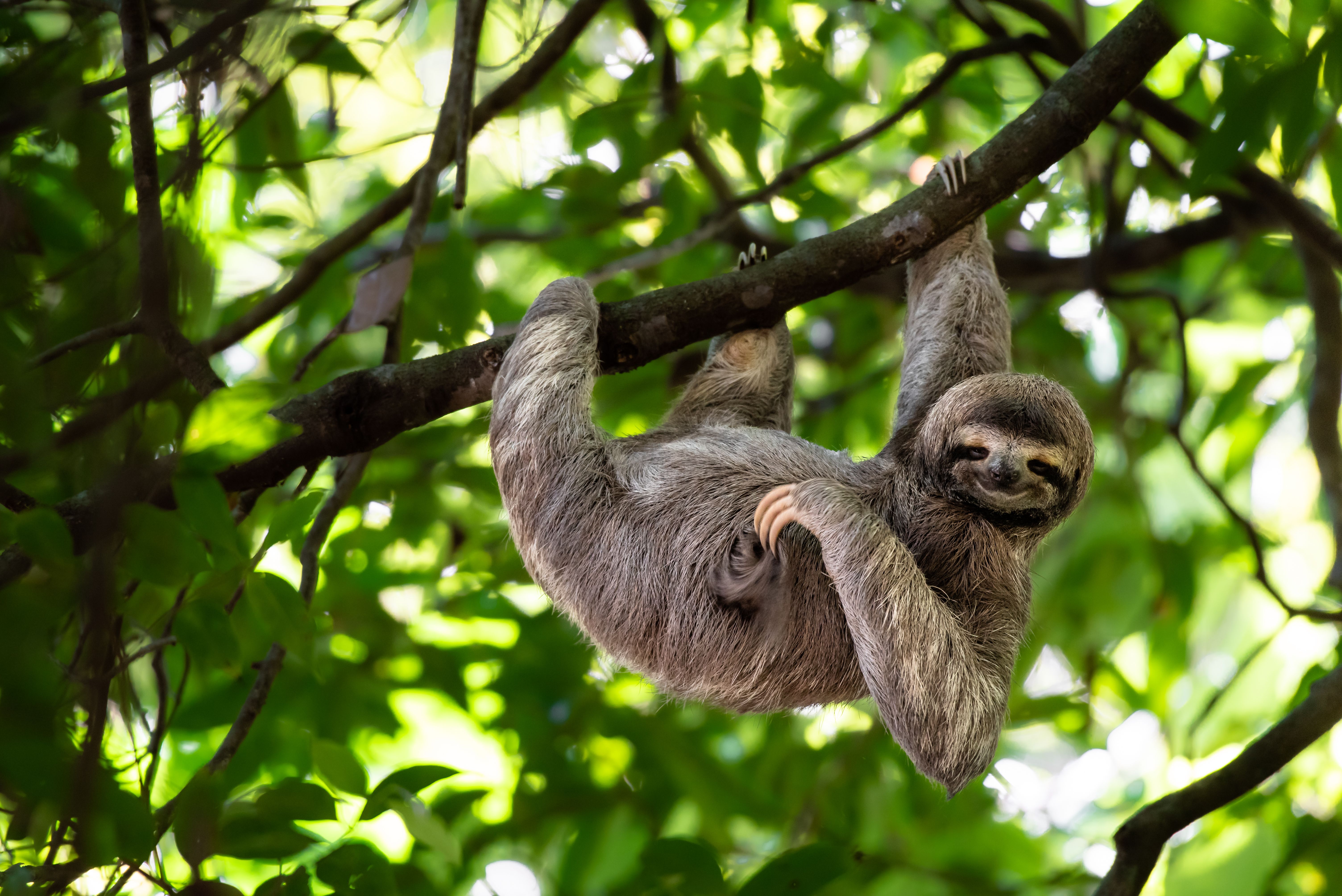 Sloth in the rainforest of Costa Rica 
