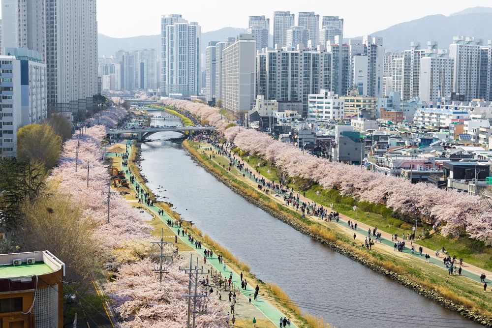 Dongnae in Busan full of cherry blossoms, South Korea