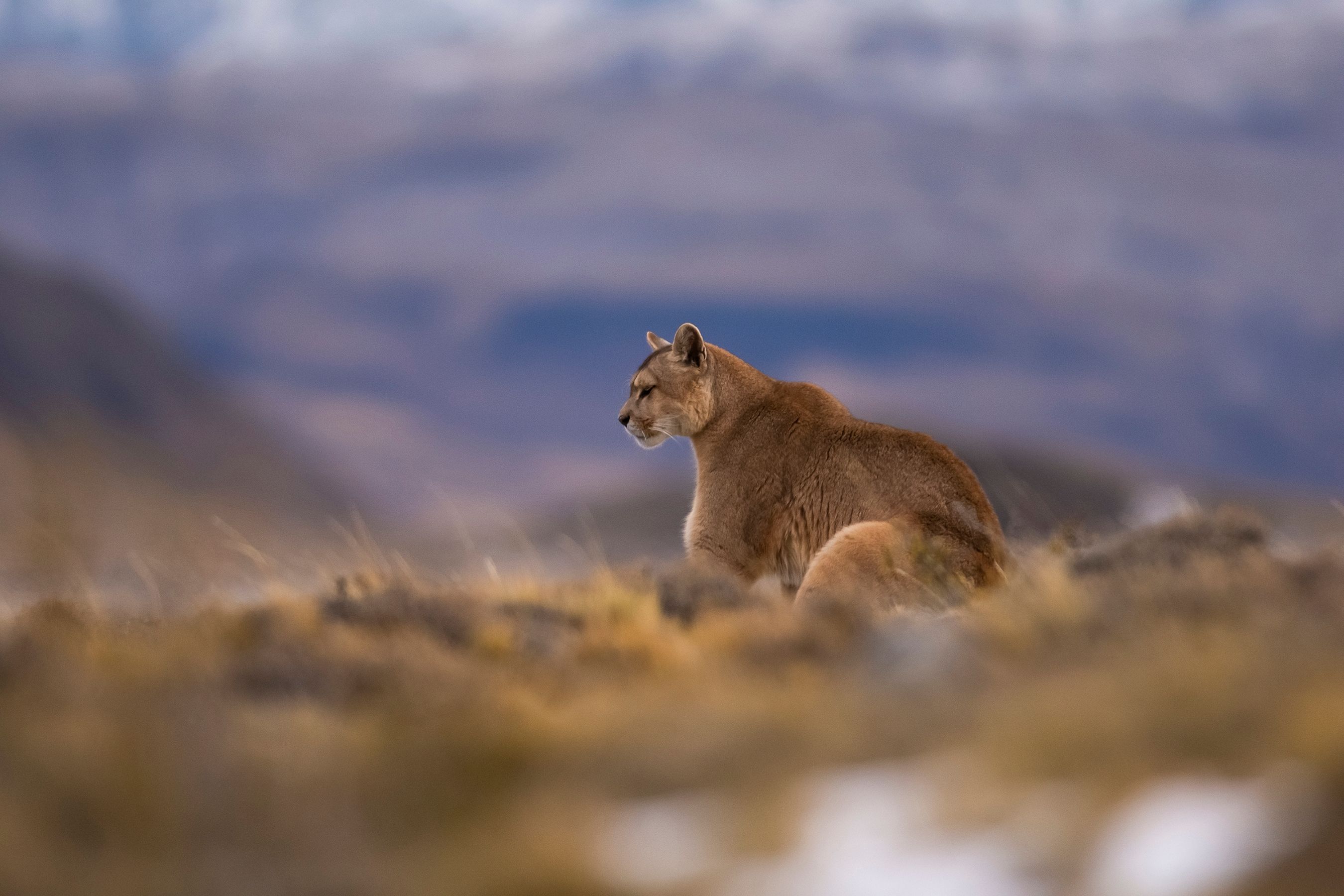 Puma in Torres del Paine National Park, Chile 