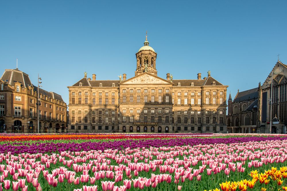 National Tulip Day at Dam Square with the Royal Palace in Amsterdam, Netherlands