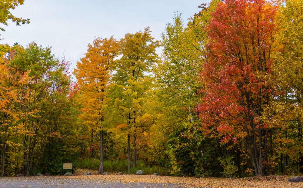 Peak fall foliage at Mount Philo State Park in Vermont
