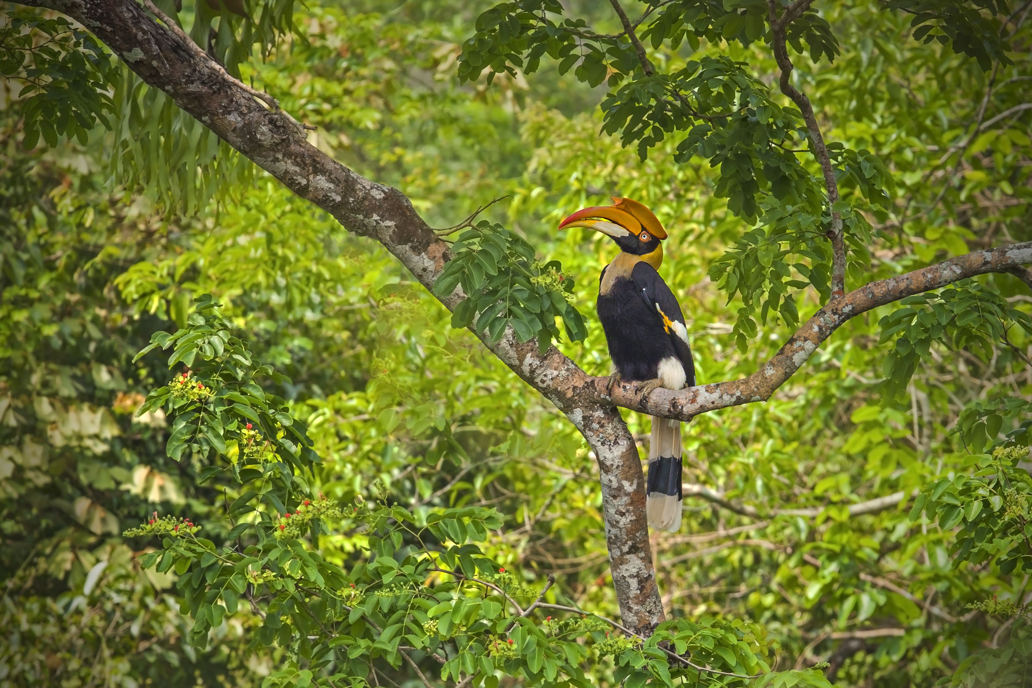 Great Hornbill in Khao Sok National Park 