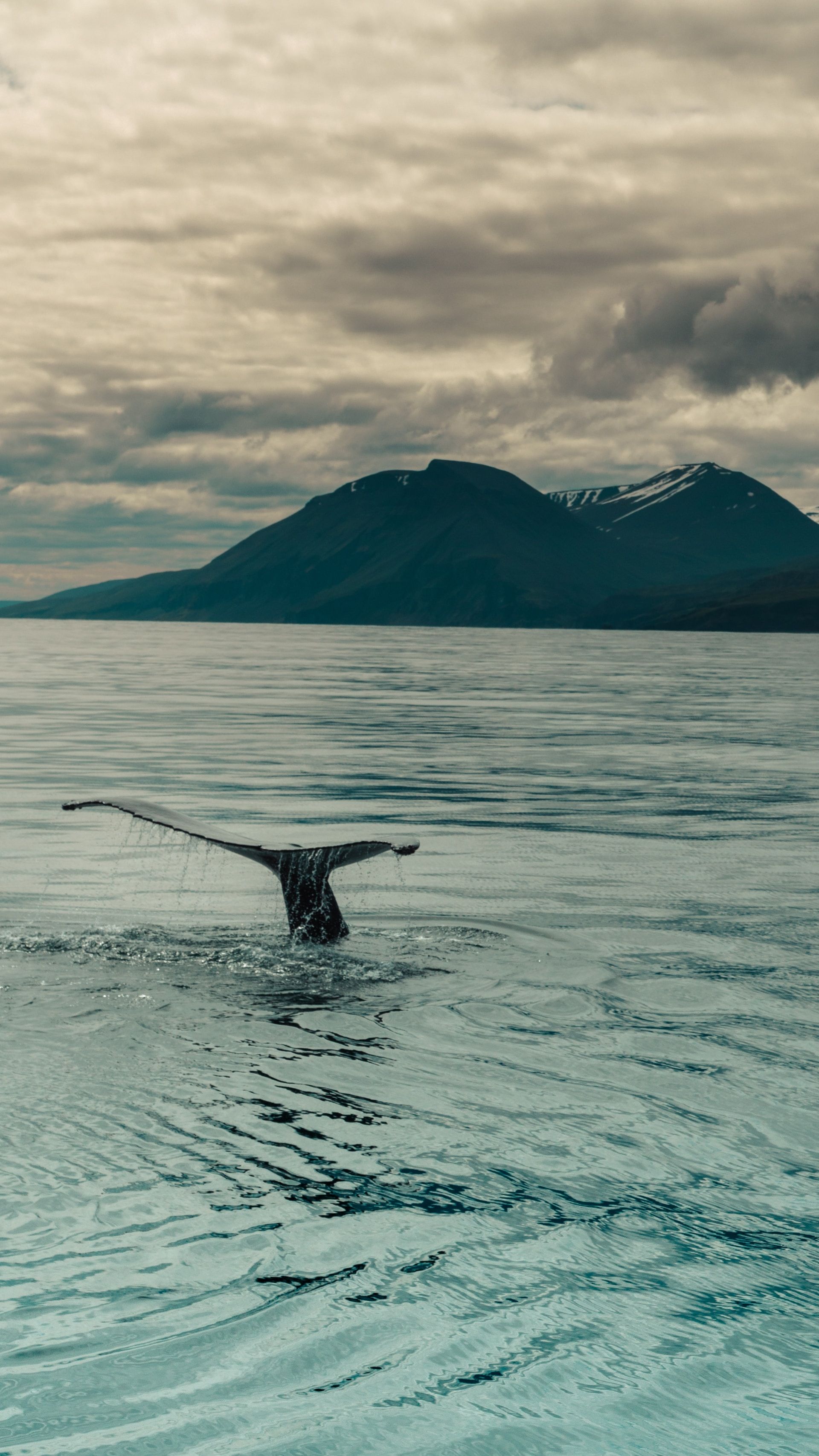 Tail of a Whale breaking the surface on Husavik Bay, Iceland