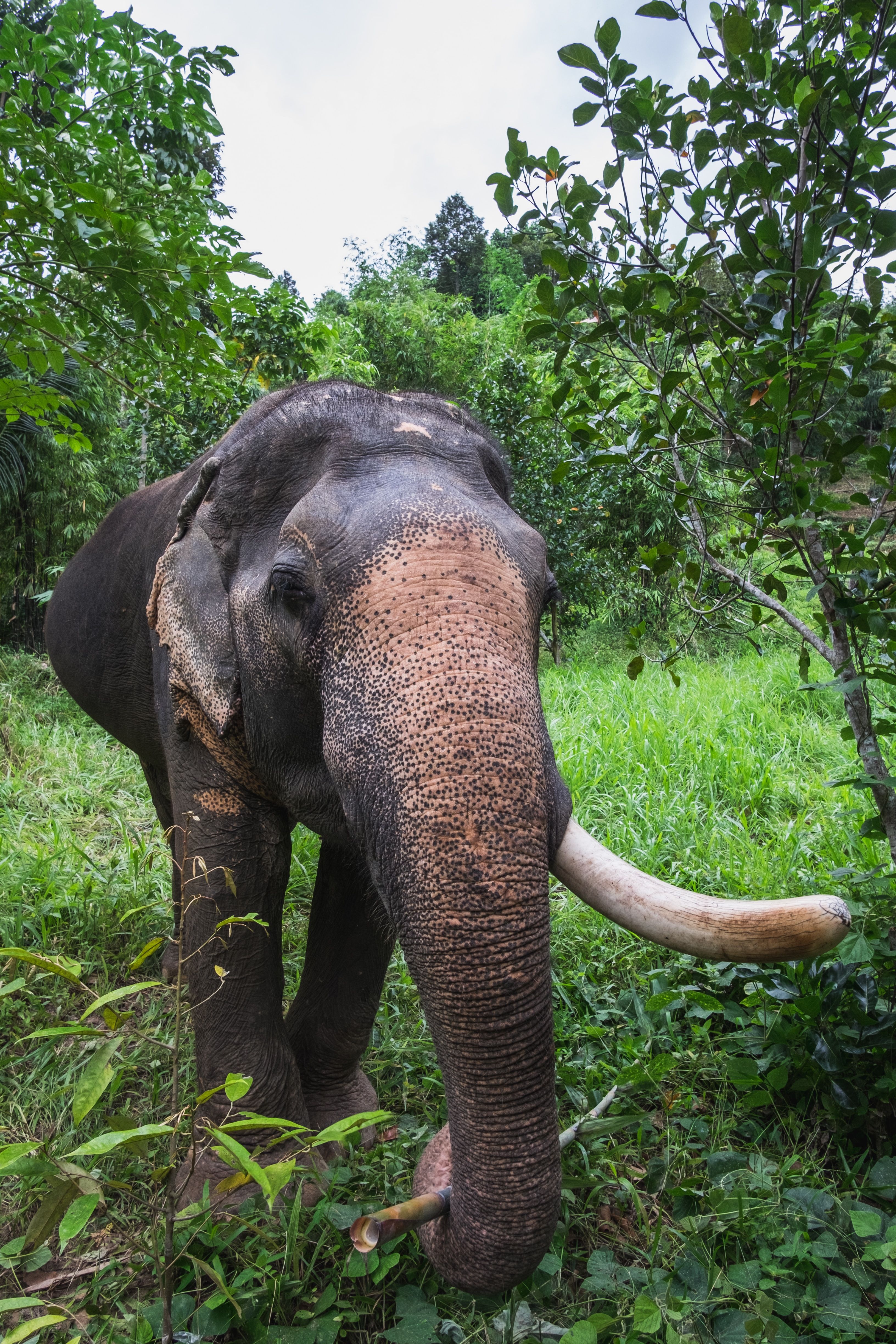 An elephant roaming in Khao Sok National Park 