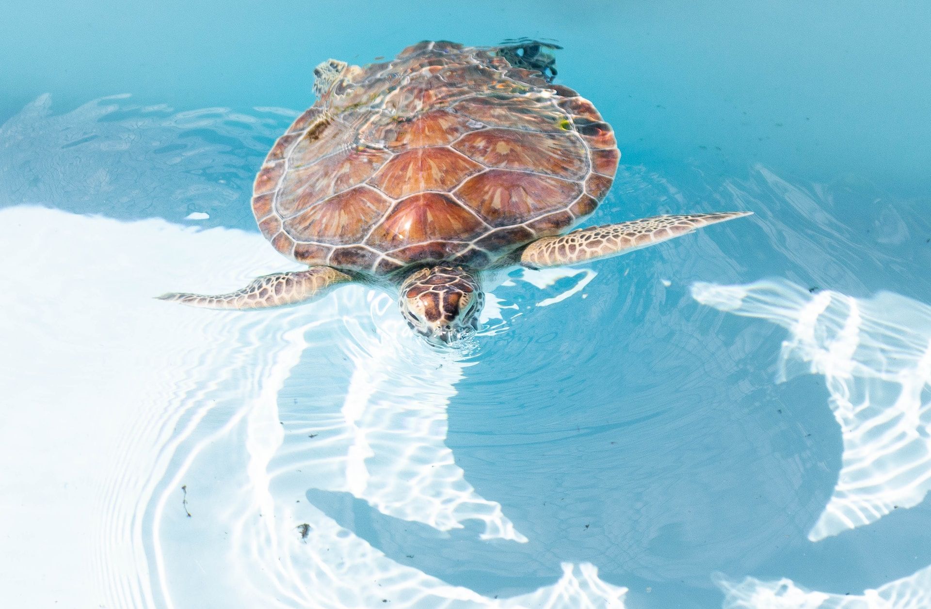 Sea turtle swimming in Loggerhead Marinelife Center near North Palm Beach, Florida