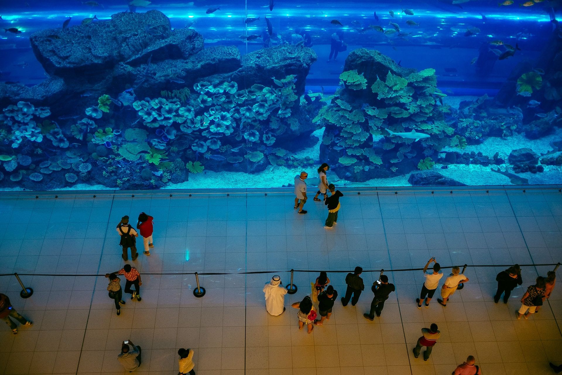 The Dubai Mall Aquarium, United Arab Emirates