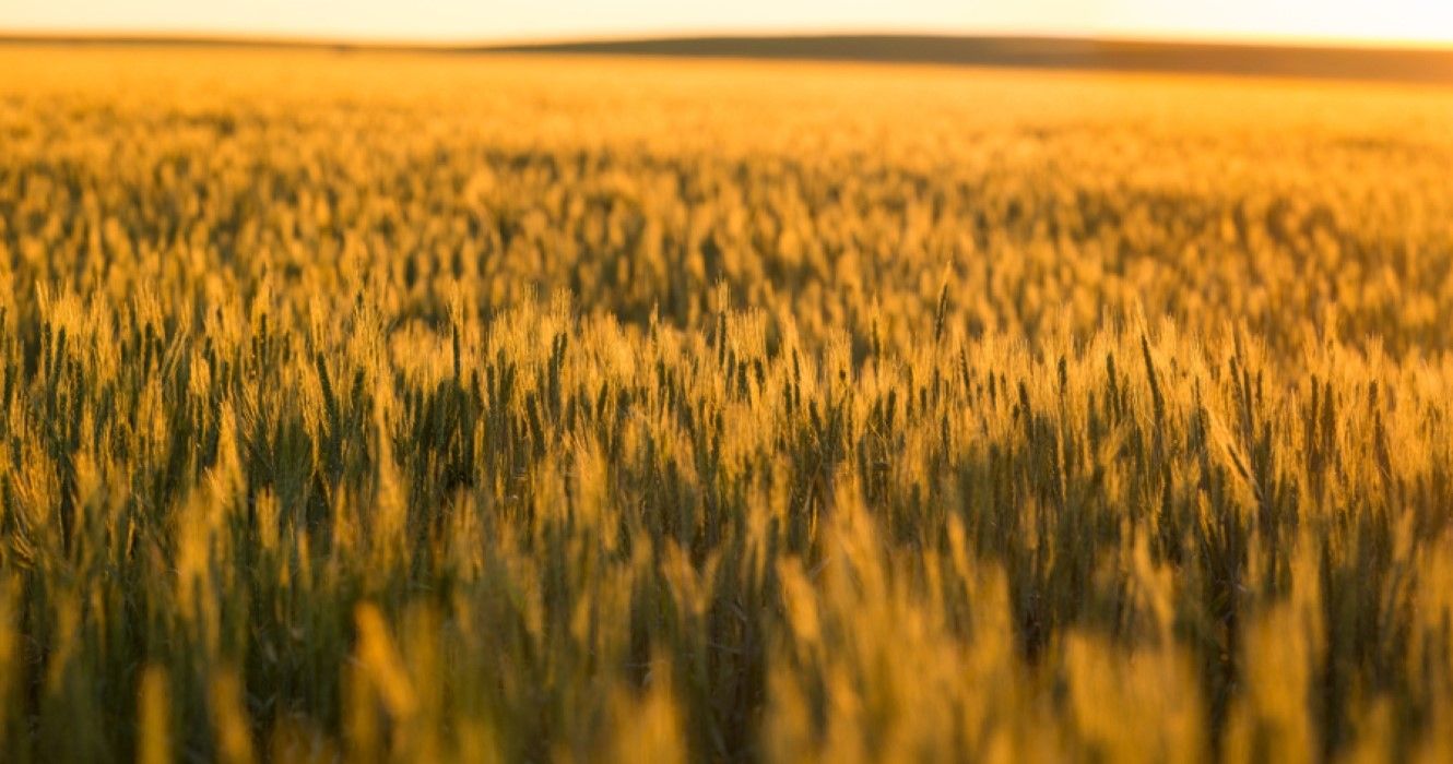 Wheat Field, Glasgow, Montana