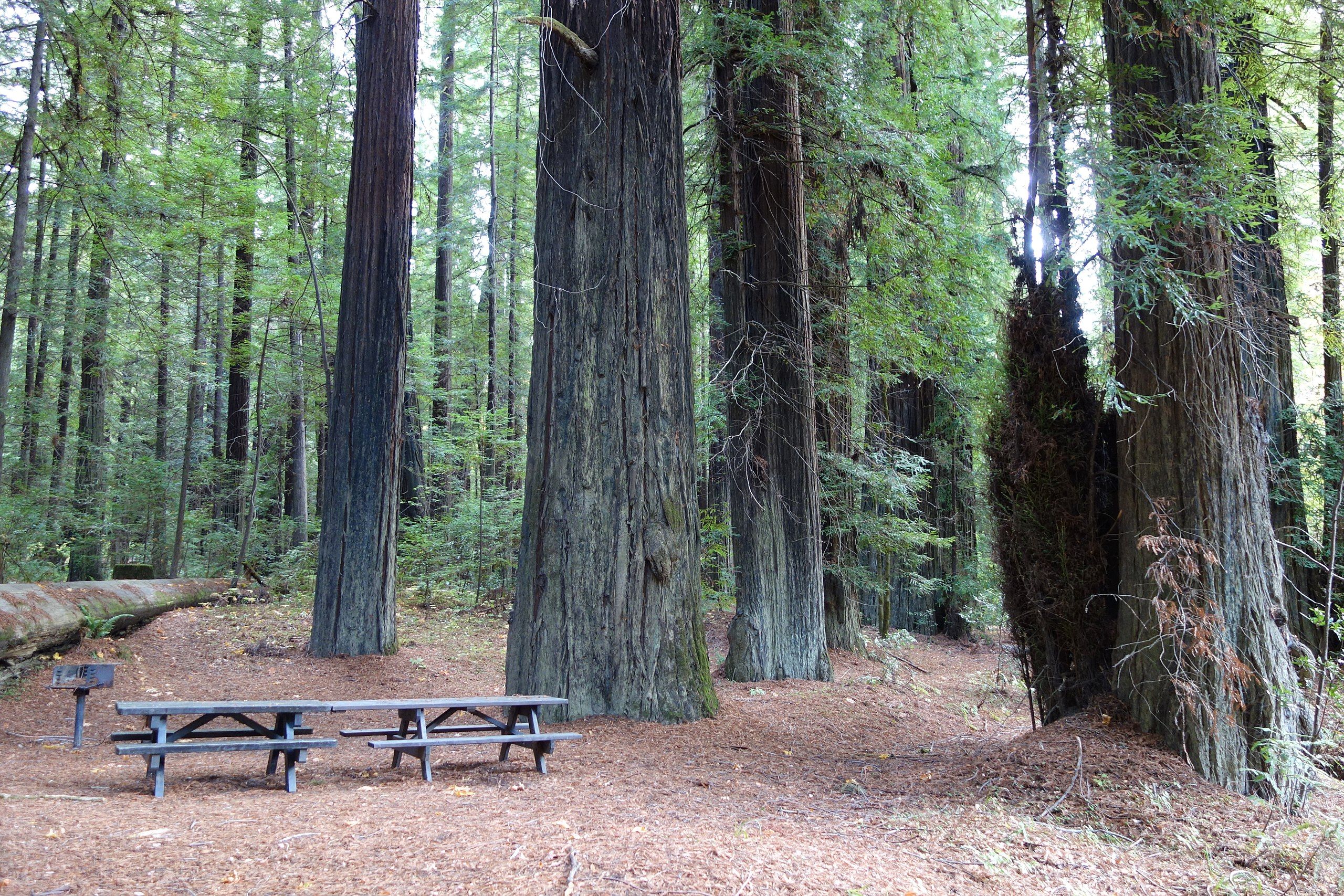 Best Places To Stay Near Humboldt Redwoods State Park | Detroit Chinatown