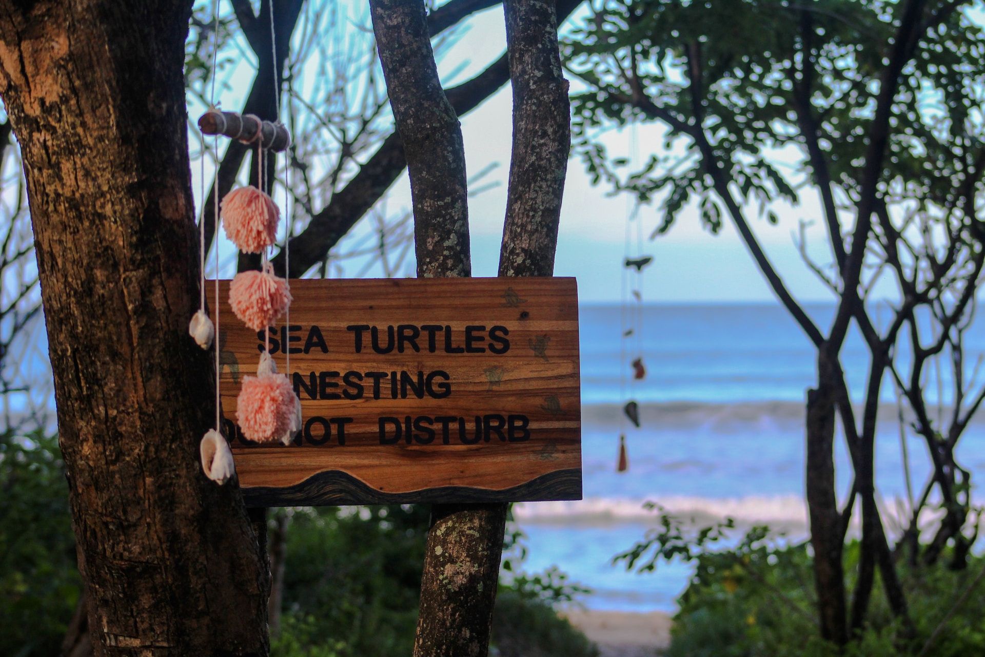 Sign for nesting sea turtles on the beach in Playa Grande, Tamarindo