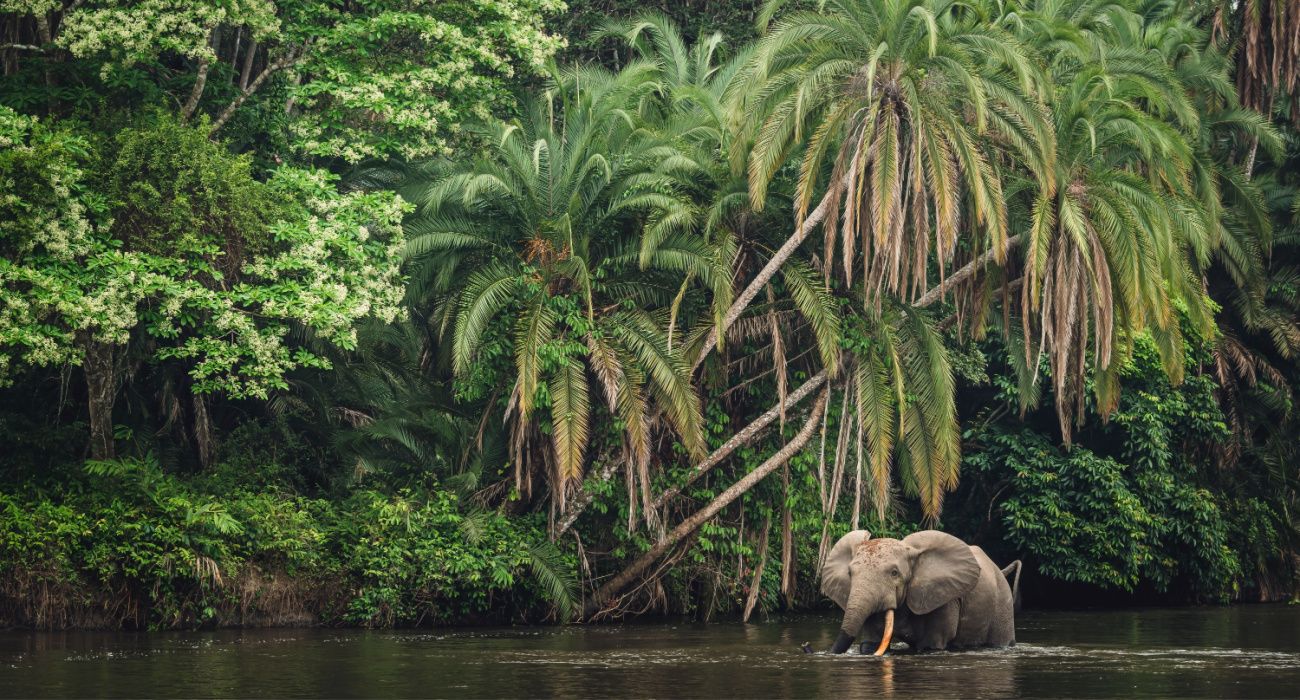 African forest elephant Republic of the Congo