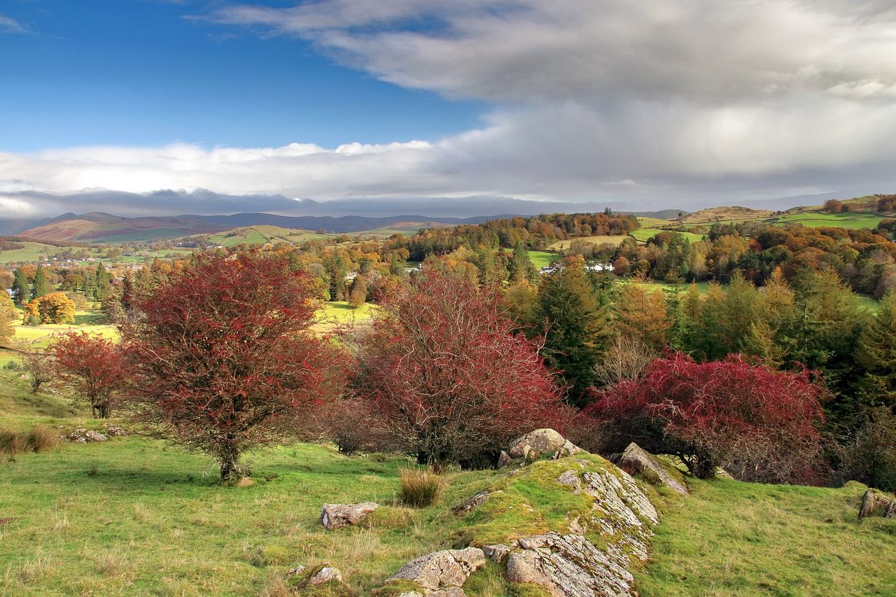 Colorful trees on a landscape in Cumbria