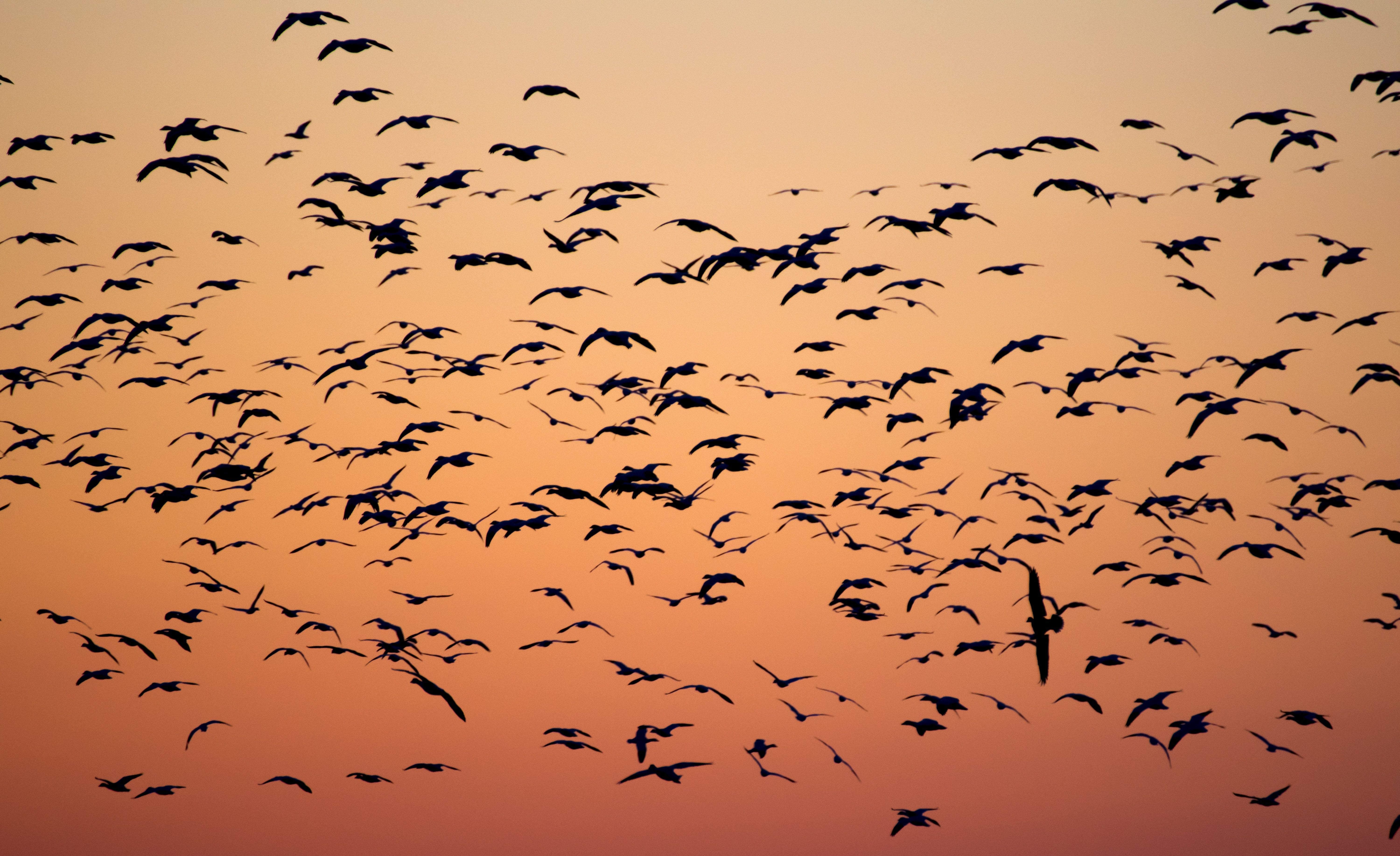 Birds flies during sunset