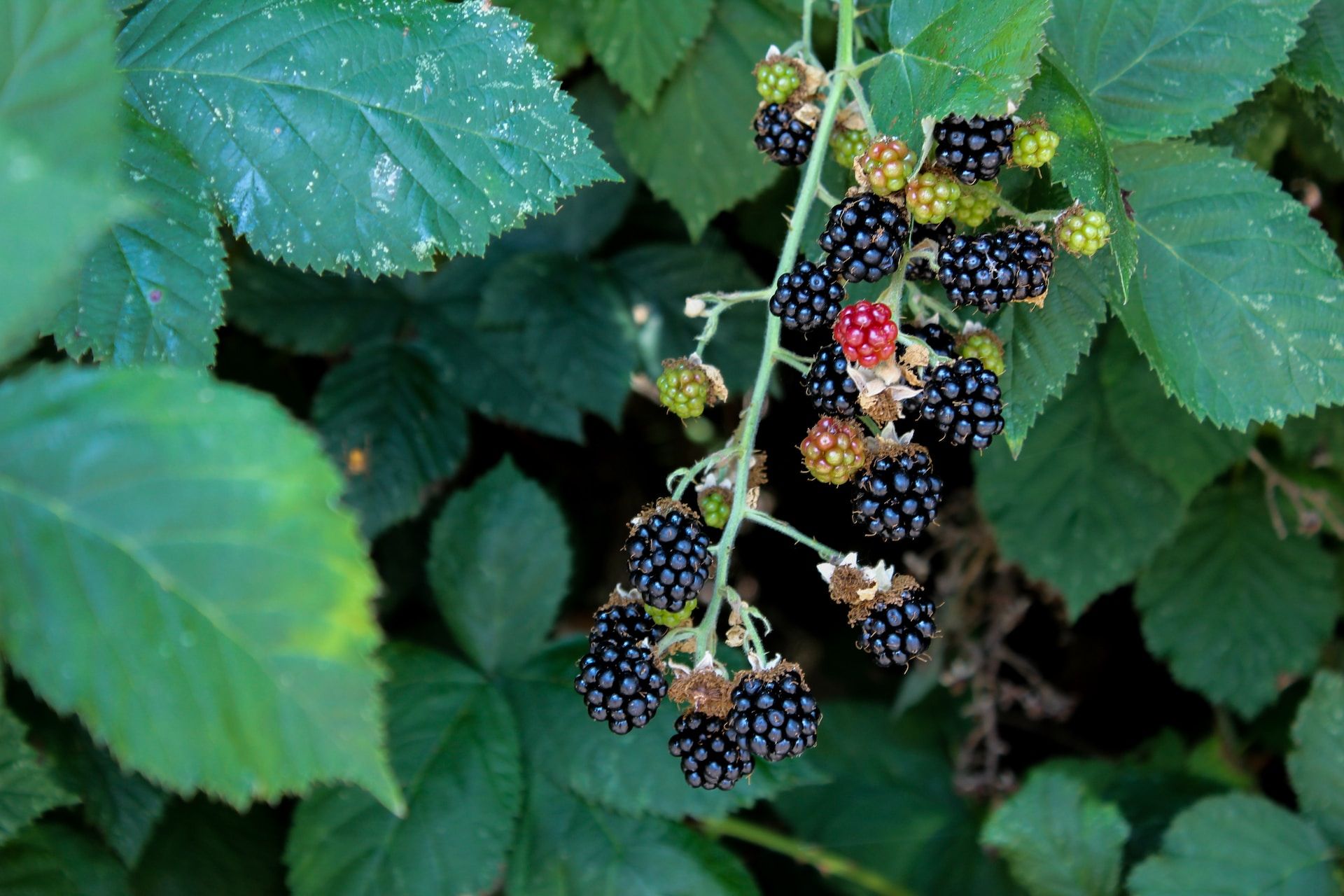 A bunch of ripe blackberries ready to be picked