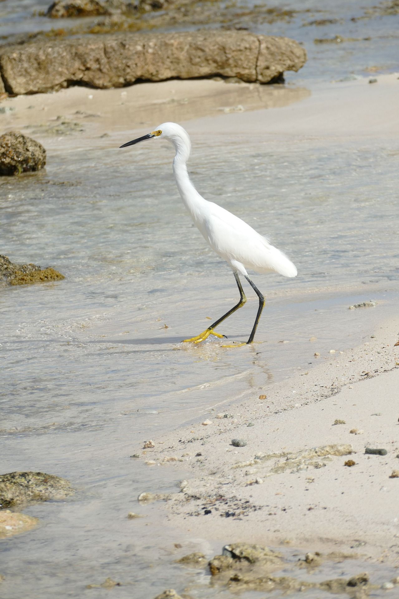 A lone heron on a beach in Bonaire