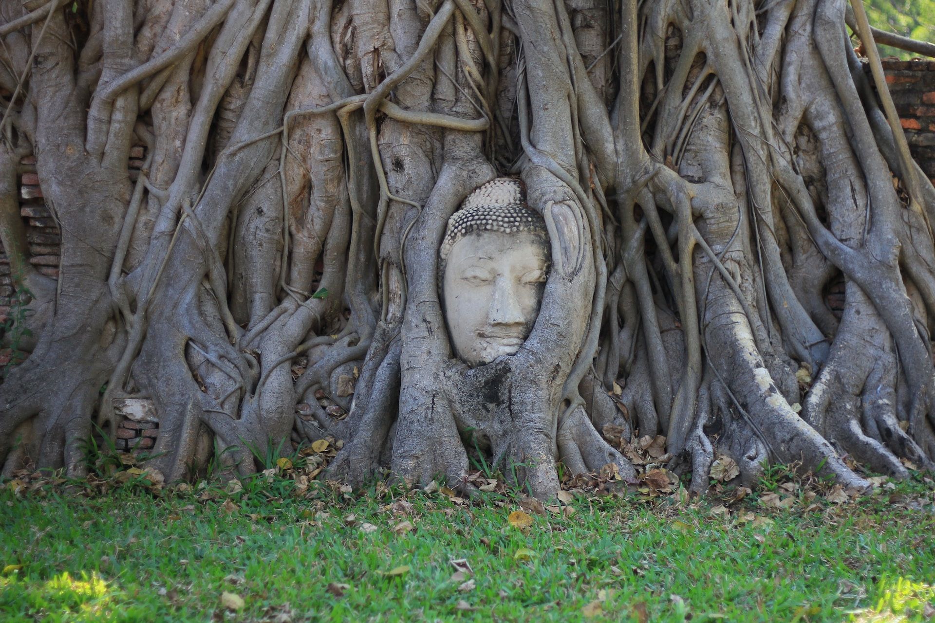 Buddha Head embedded in a banyan tree, Ayutthaya, Thailand
