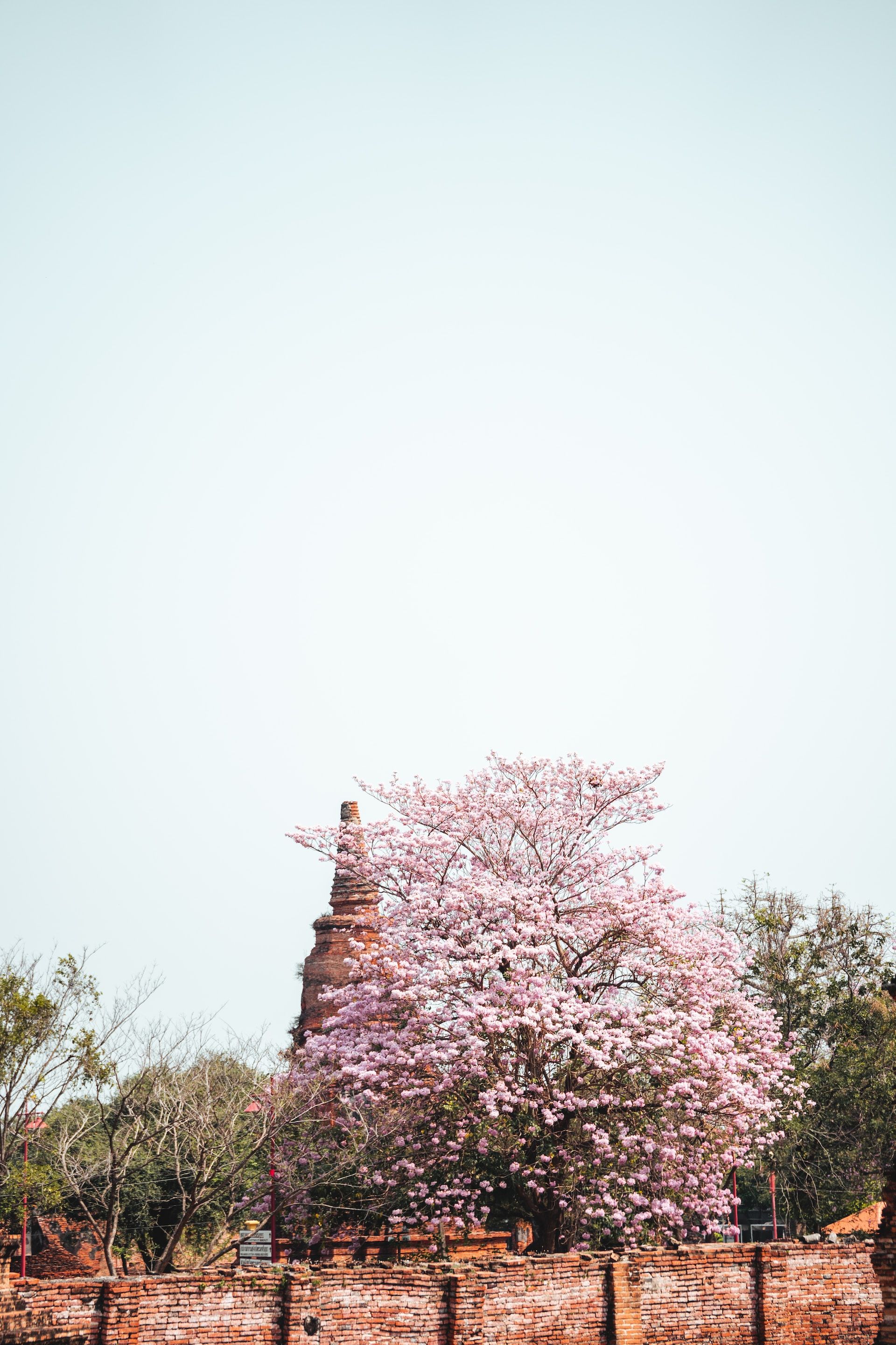 Cherry blossoms in Ayutthaya Thailand