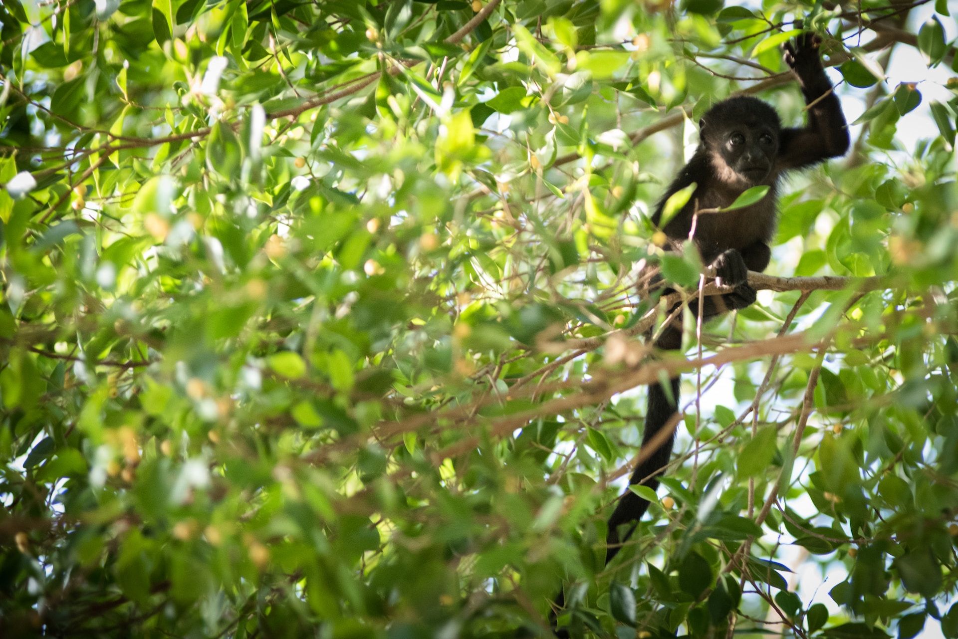 Monkey on a tree branch in Tamarindo, Costa Rica