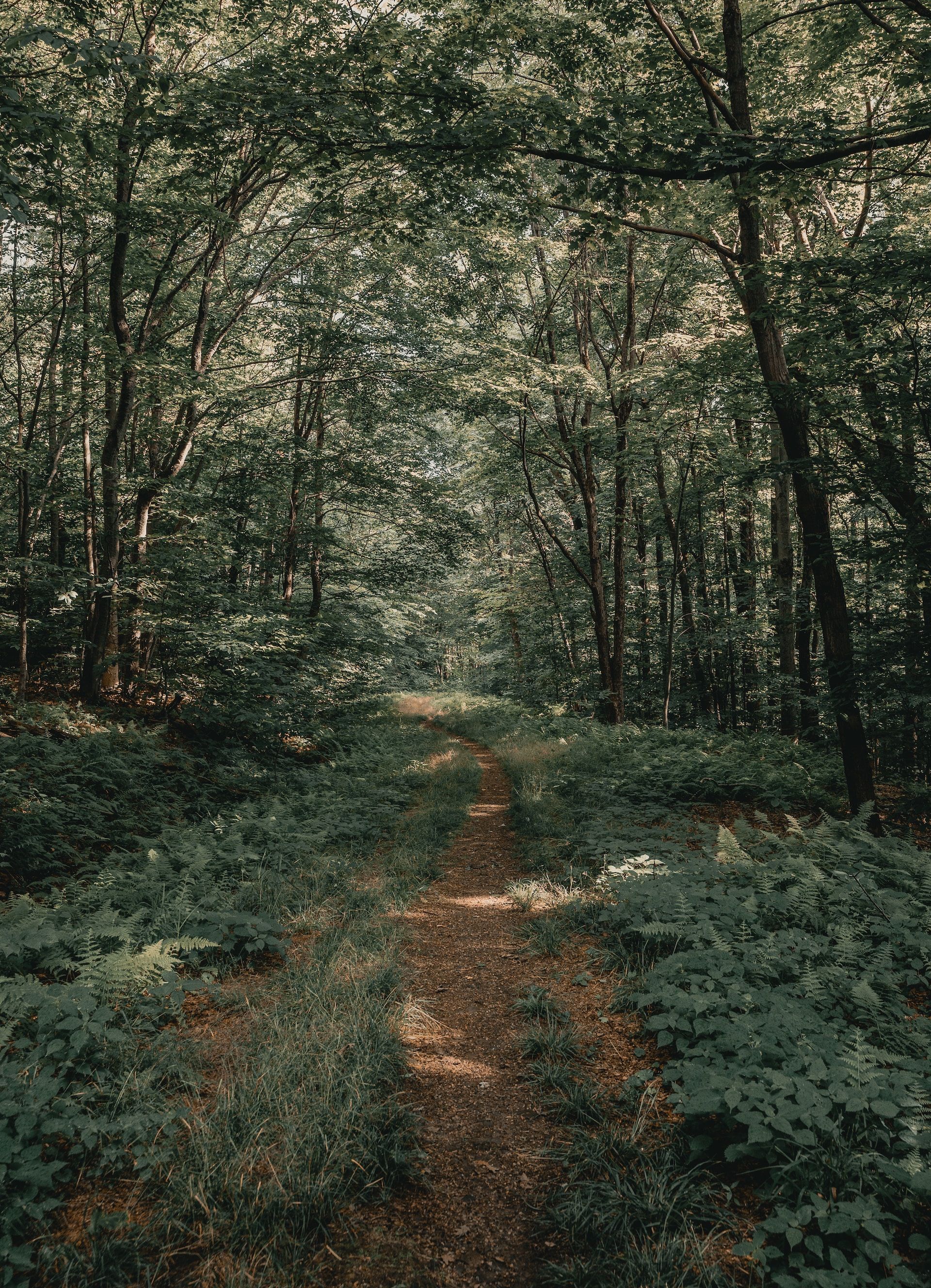 A Tree-lined Walking Trail In The Catskills, New York