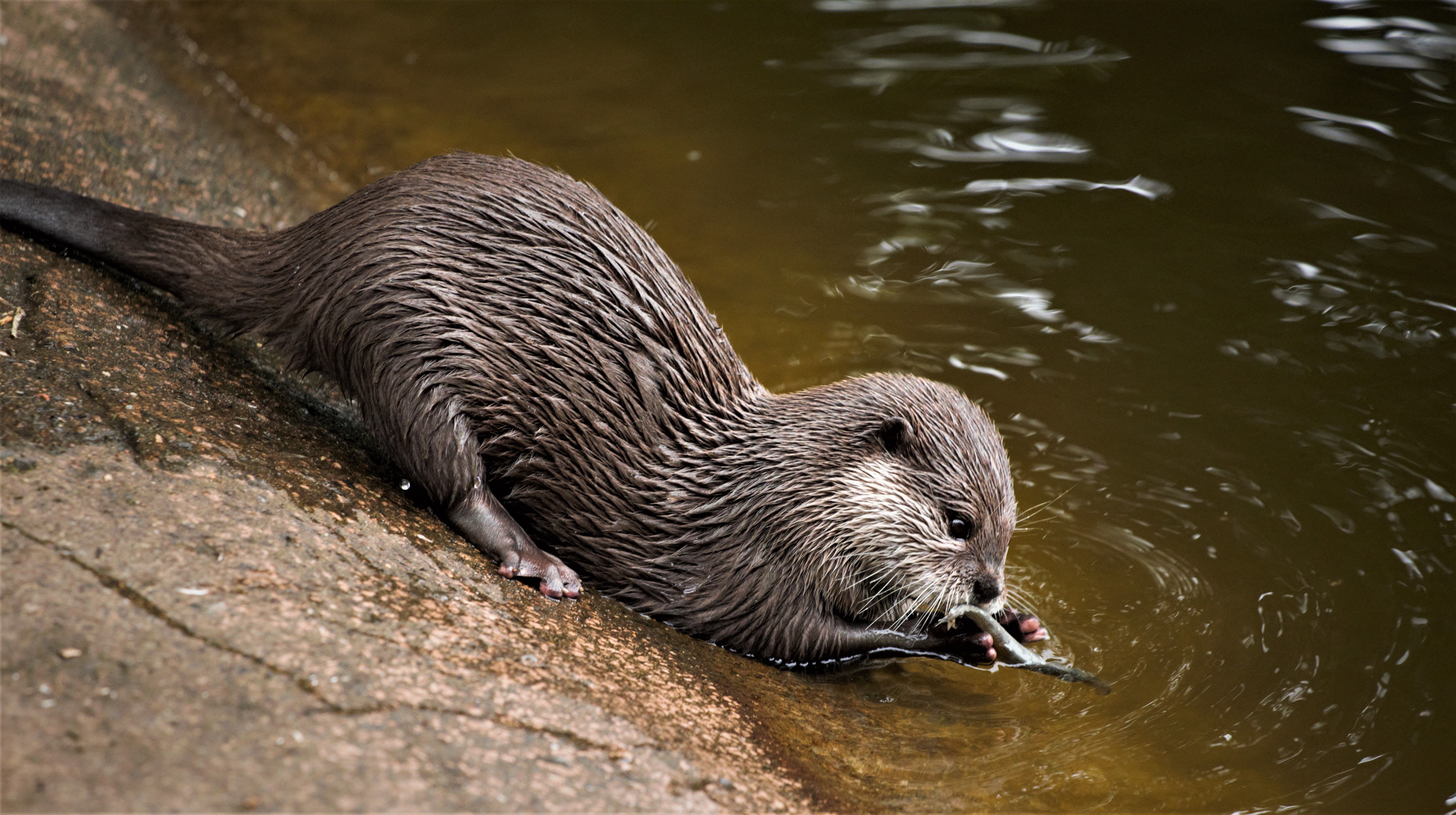 An Otter Snacks on a Fish