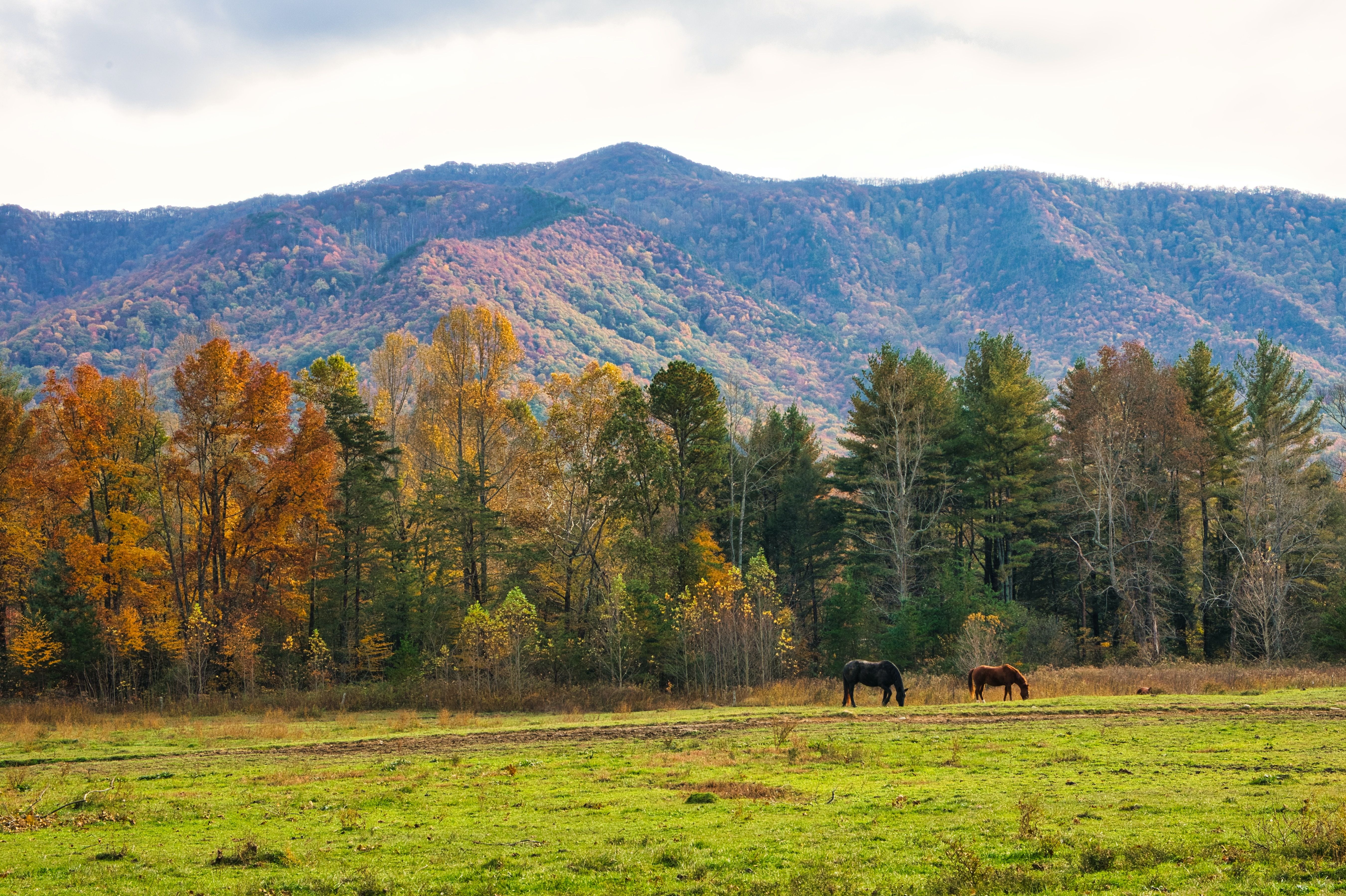 Horse grazing in a field in Great Smoky Mountains National Park, United States