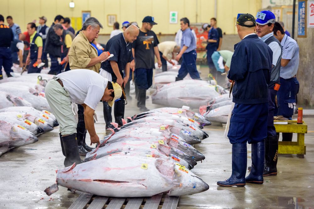 Prospective buyers inspect tuna displayed at Tsukiji Market. 
