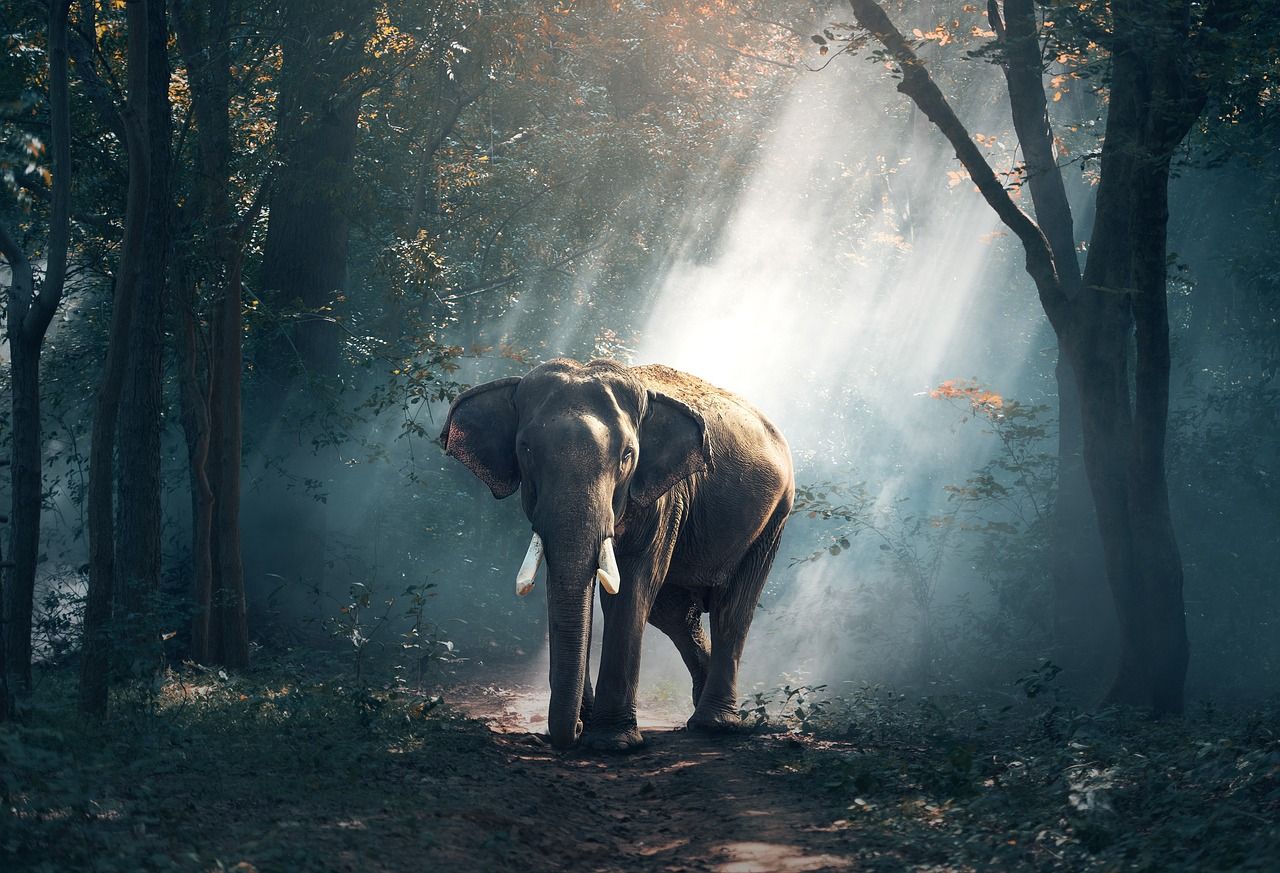 An elephant walking on a dirt path