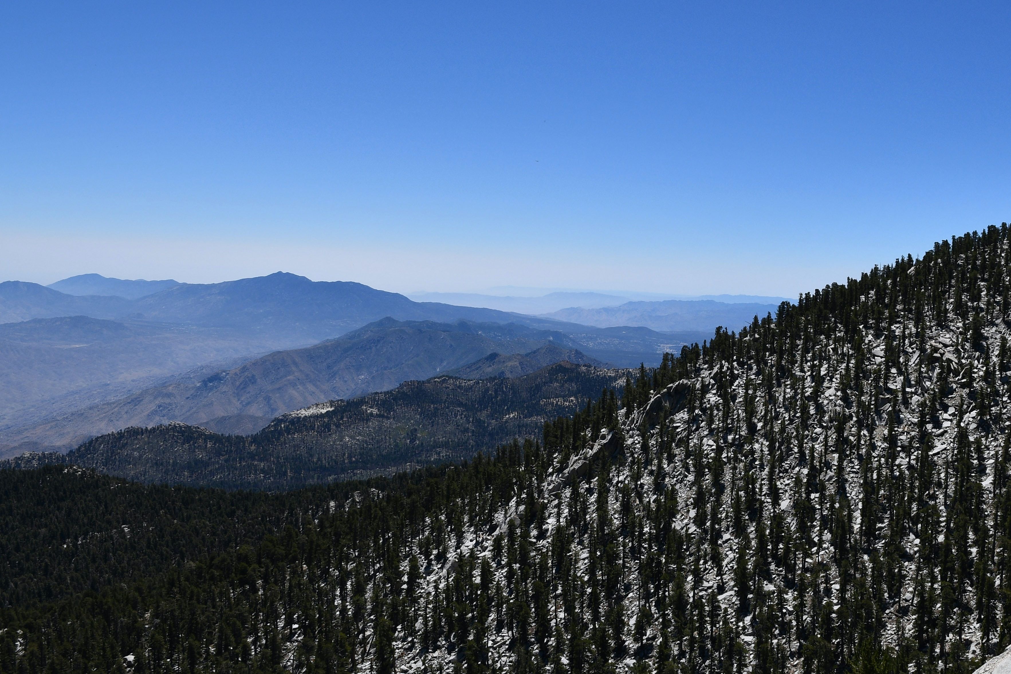 An aerial view of green pine trees at the San Jacinto peak, part of the Peninsular Ranges, in California, USA