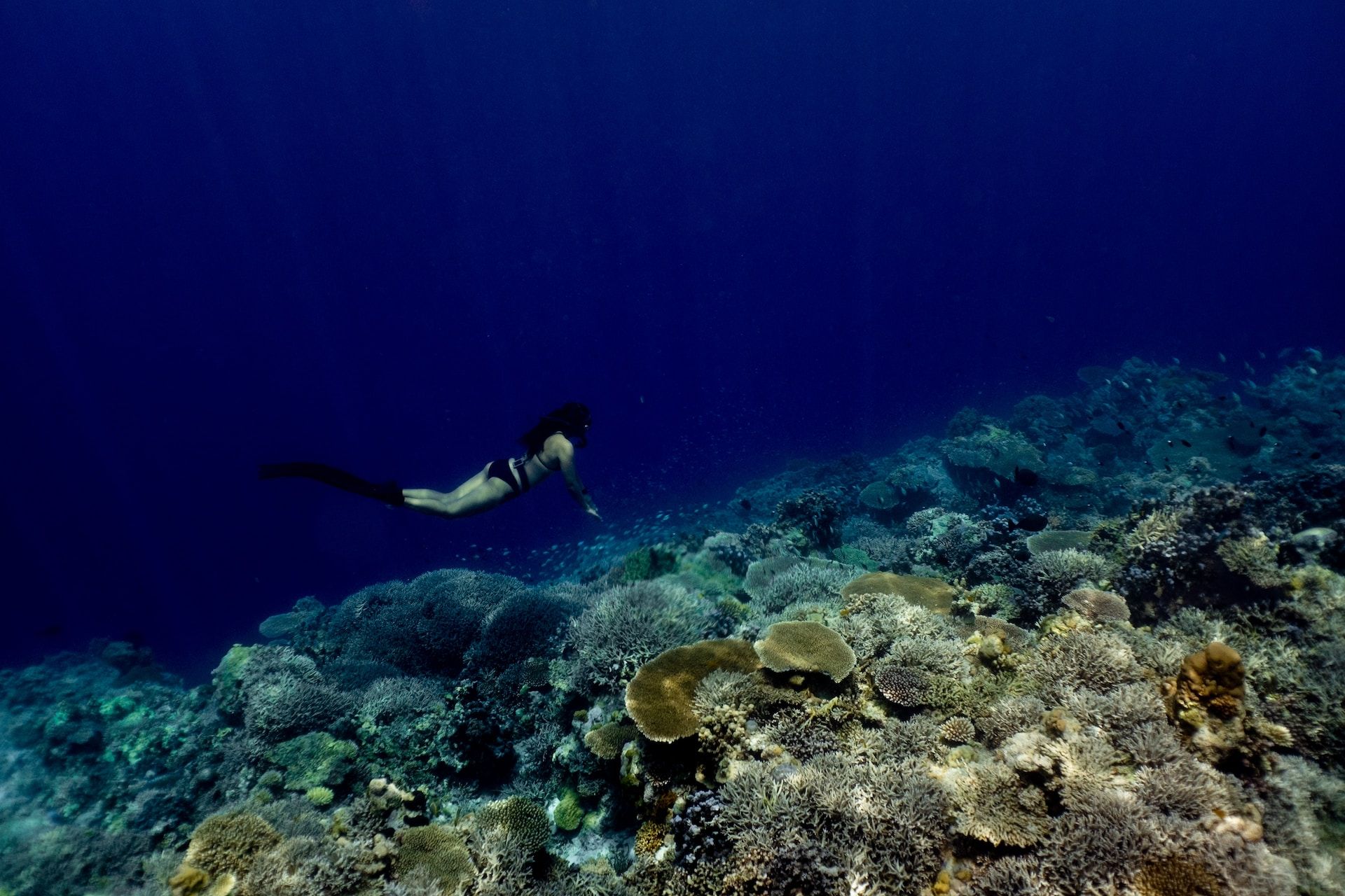 Woman freediving next to sea life under the water