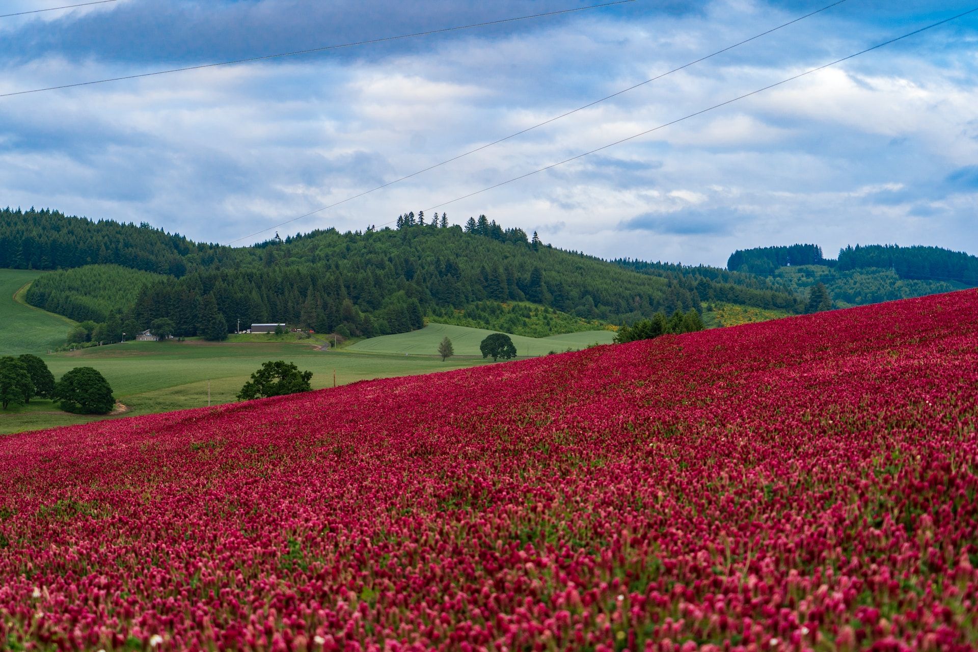 Unexpected burst of red and pink flowers in the rolling green fields of the Willamette Valley