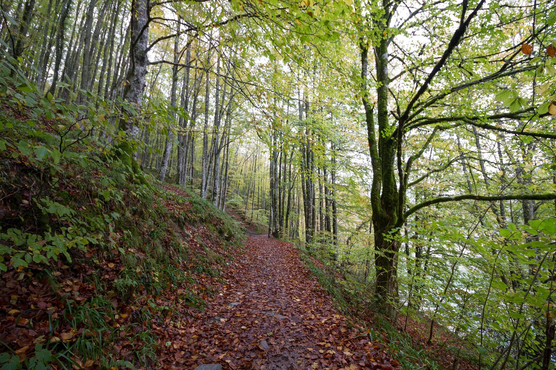 A path in the middle of the Irati forest in Navarre, Spain