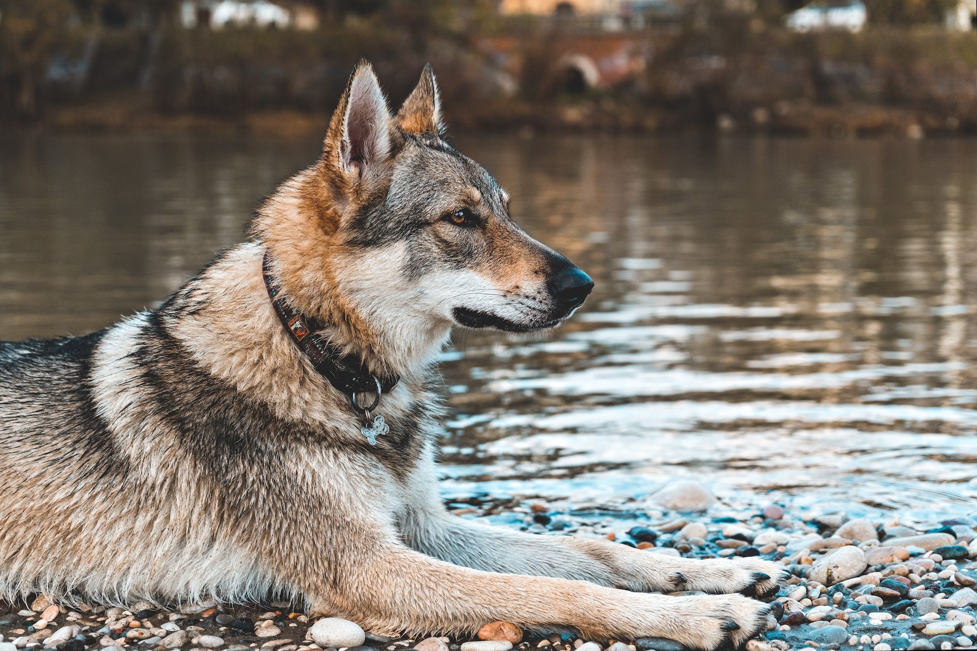 Domestic Wolf Dog by a River