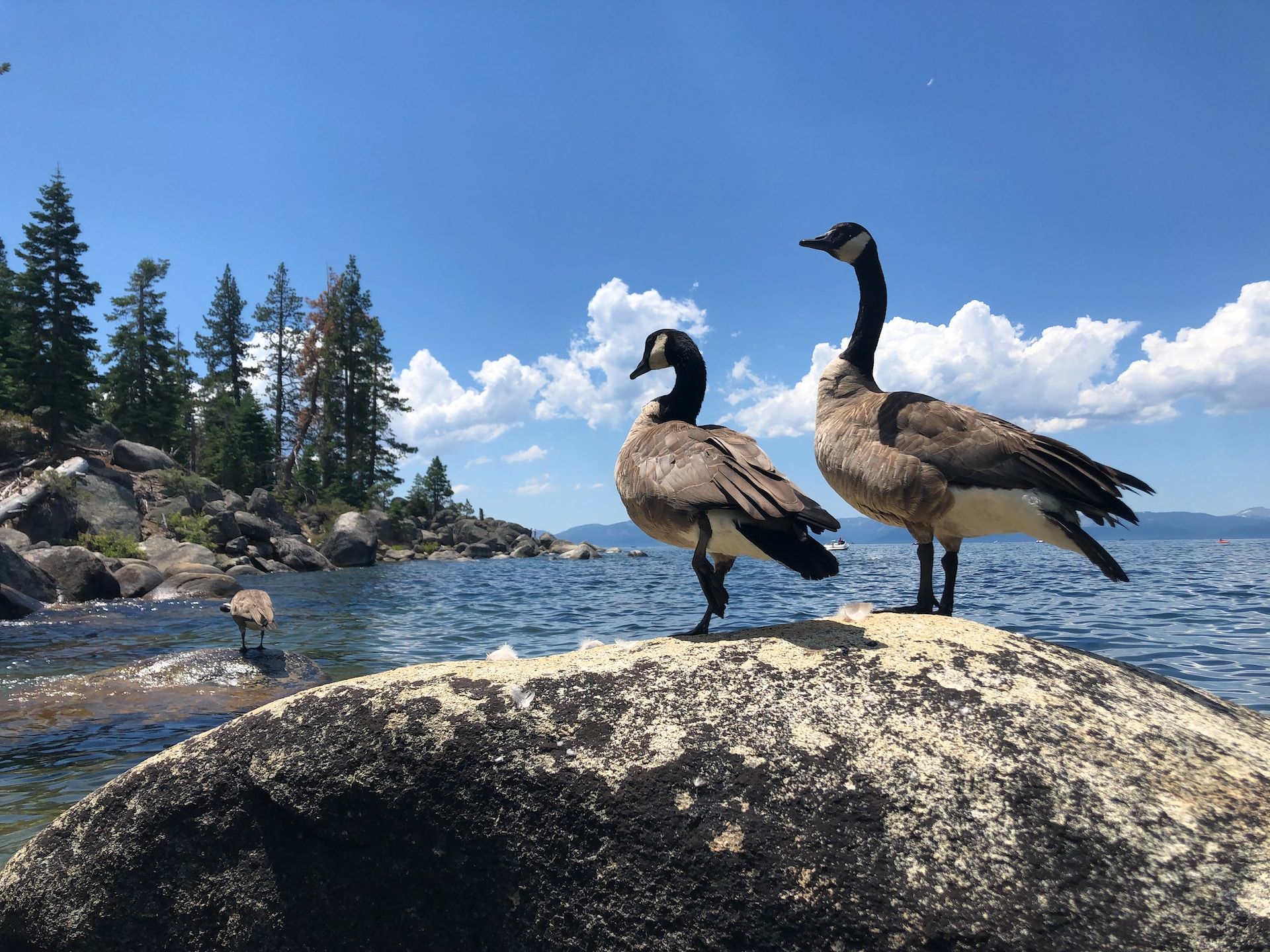 Geese on a rock in Carson City Nevada