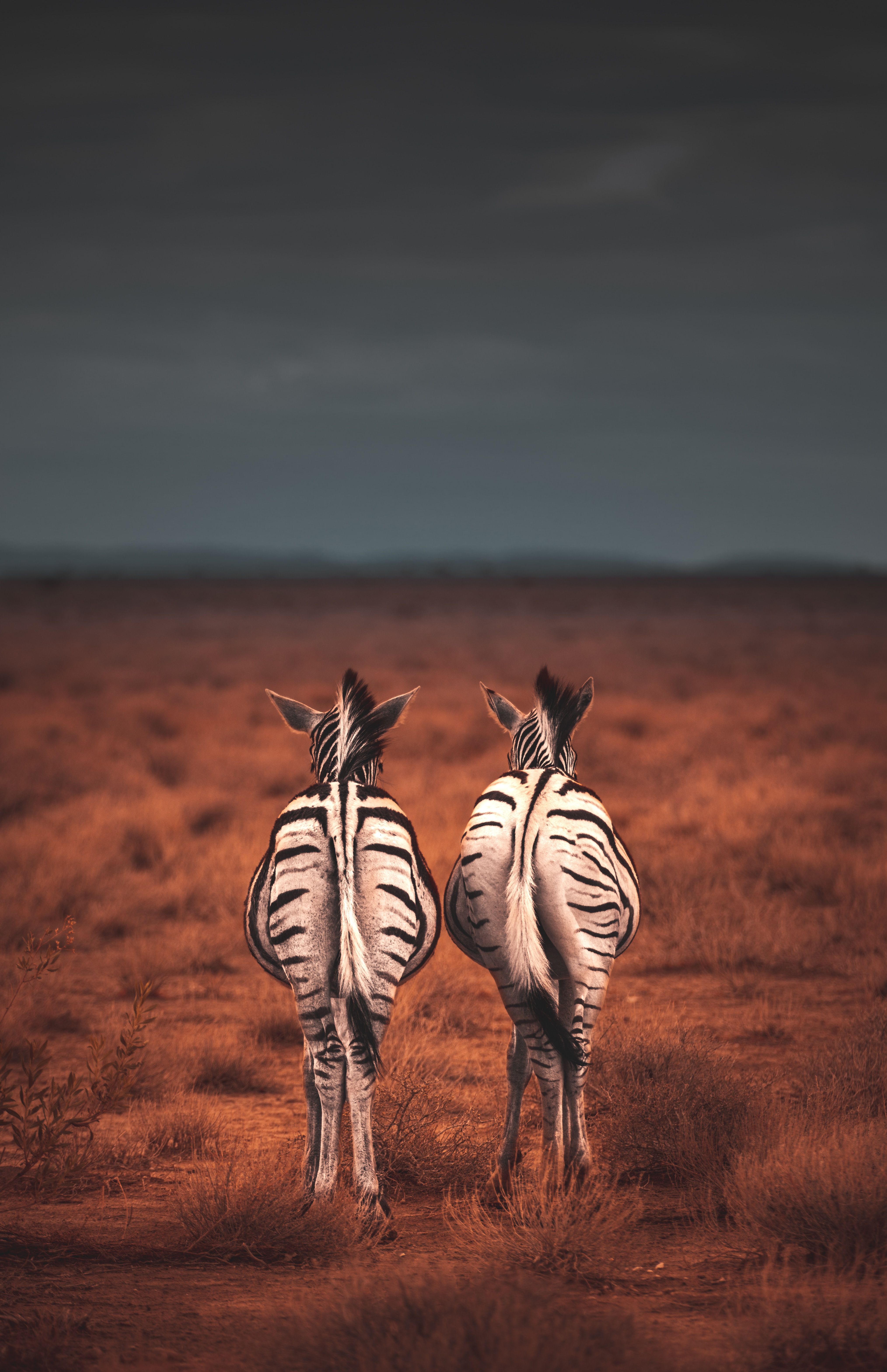 Two zebras with backs to camera 