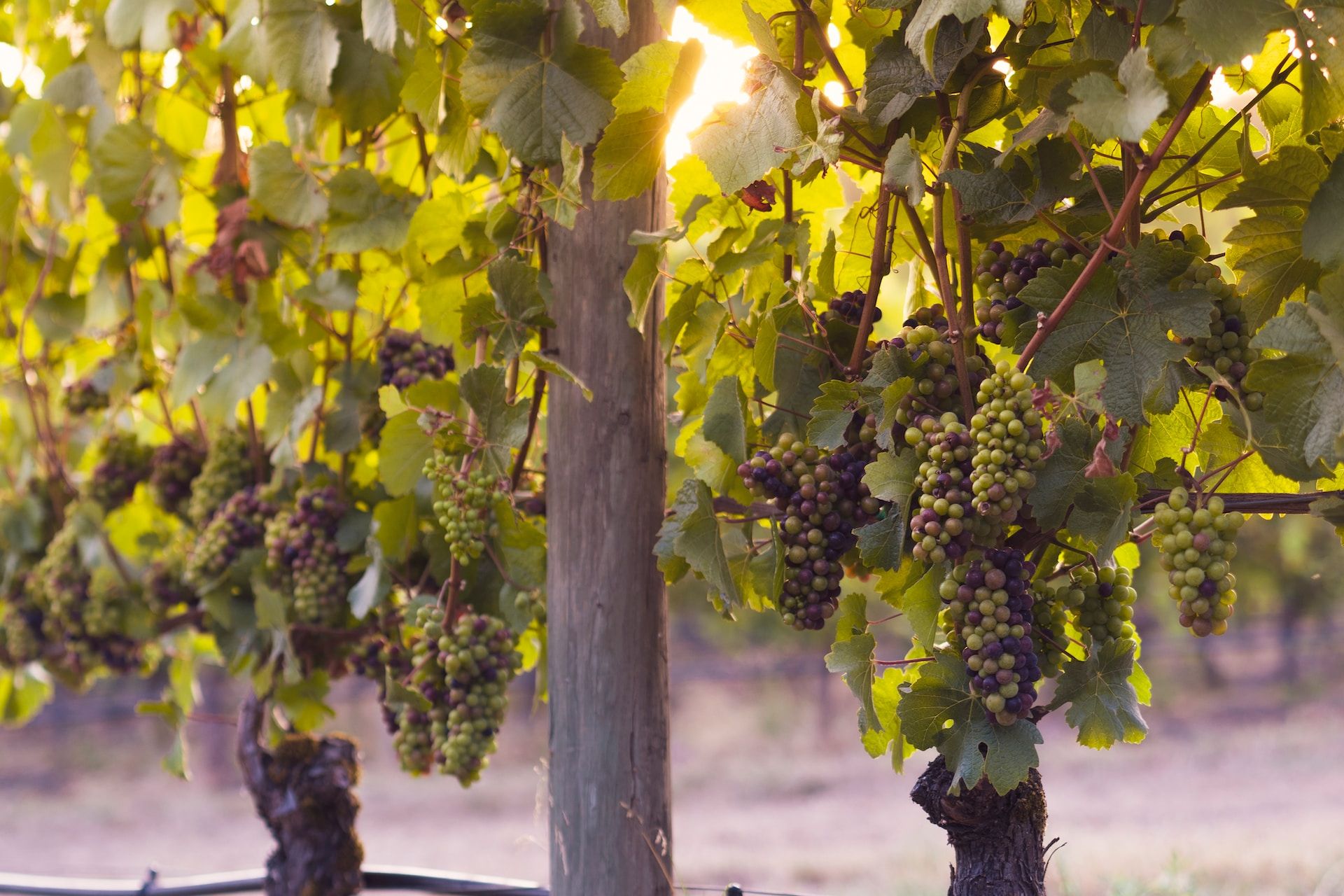 Bunches of grapes growing on vines at golden hour in the Willamette Valley