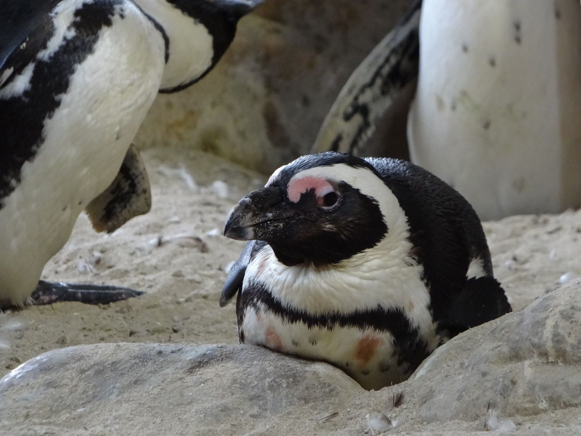 A penguin rests in its enclosure in an aquarium