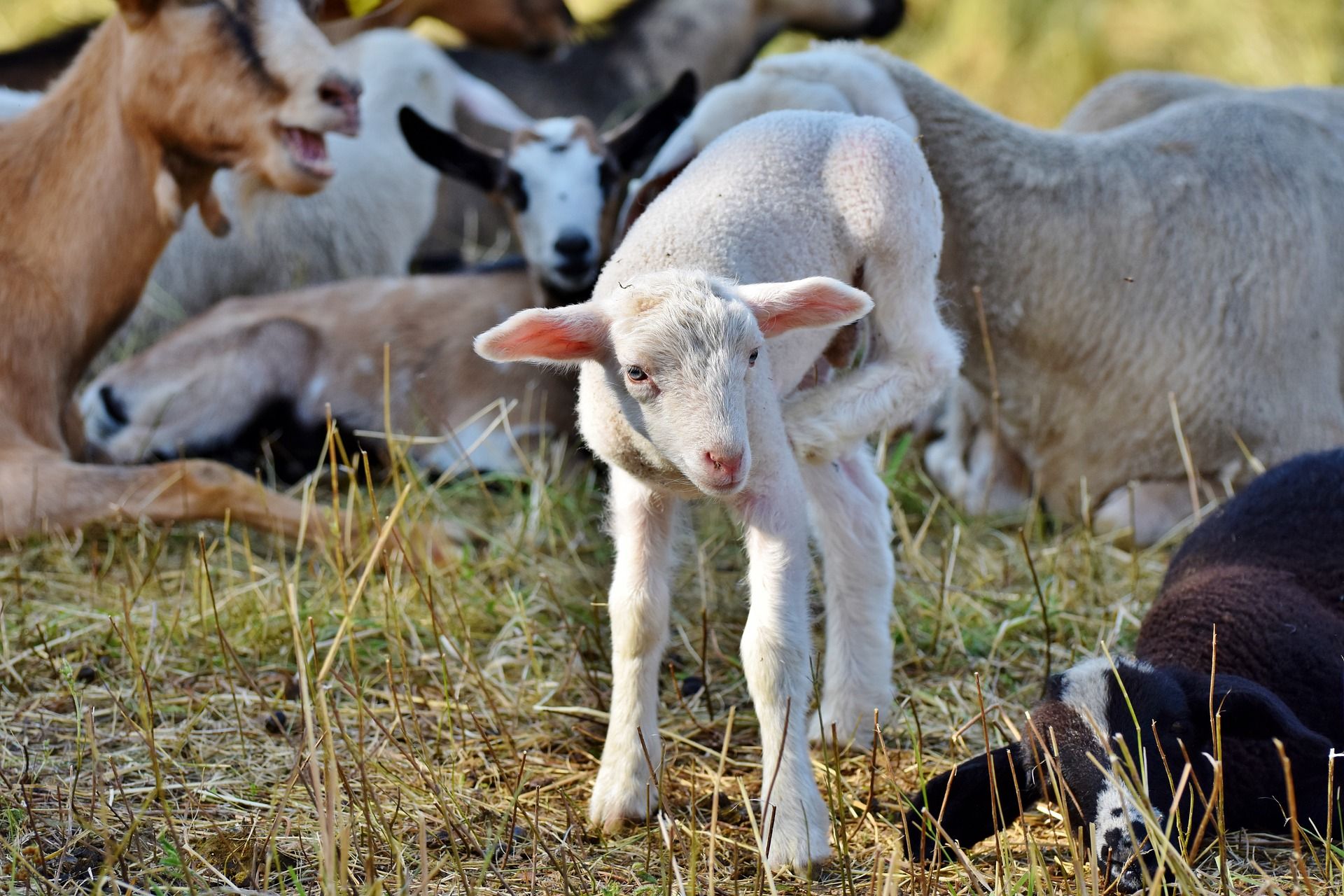 Lambs on a farm
