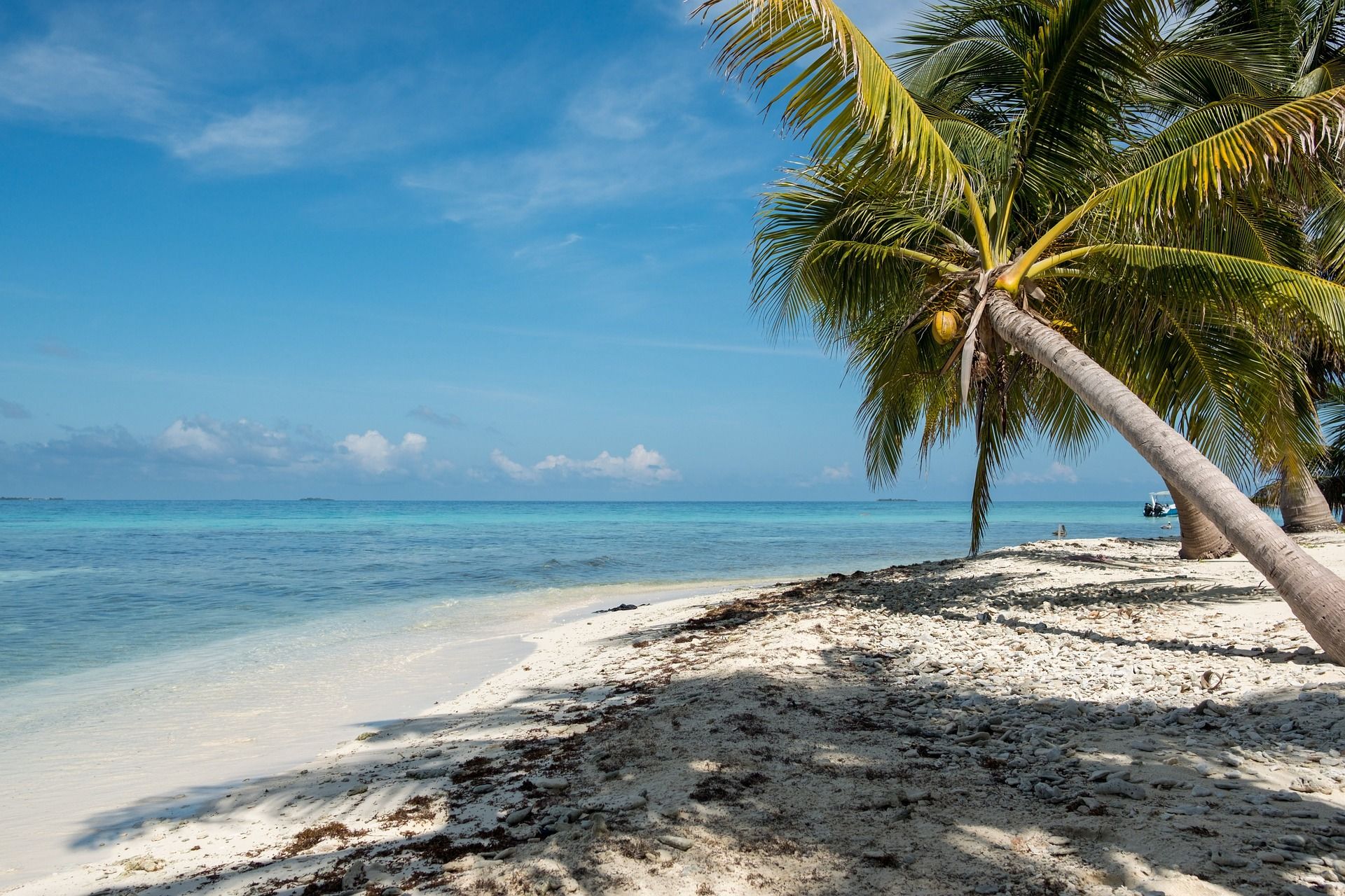 A leaning coconut tree on a beach in Belize