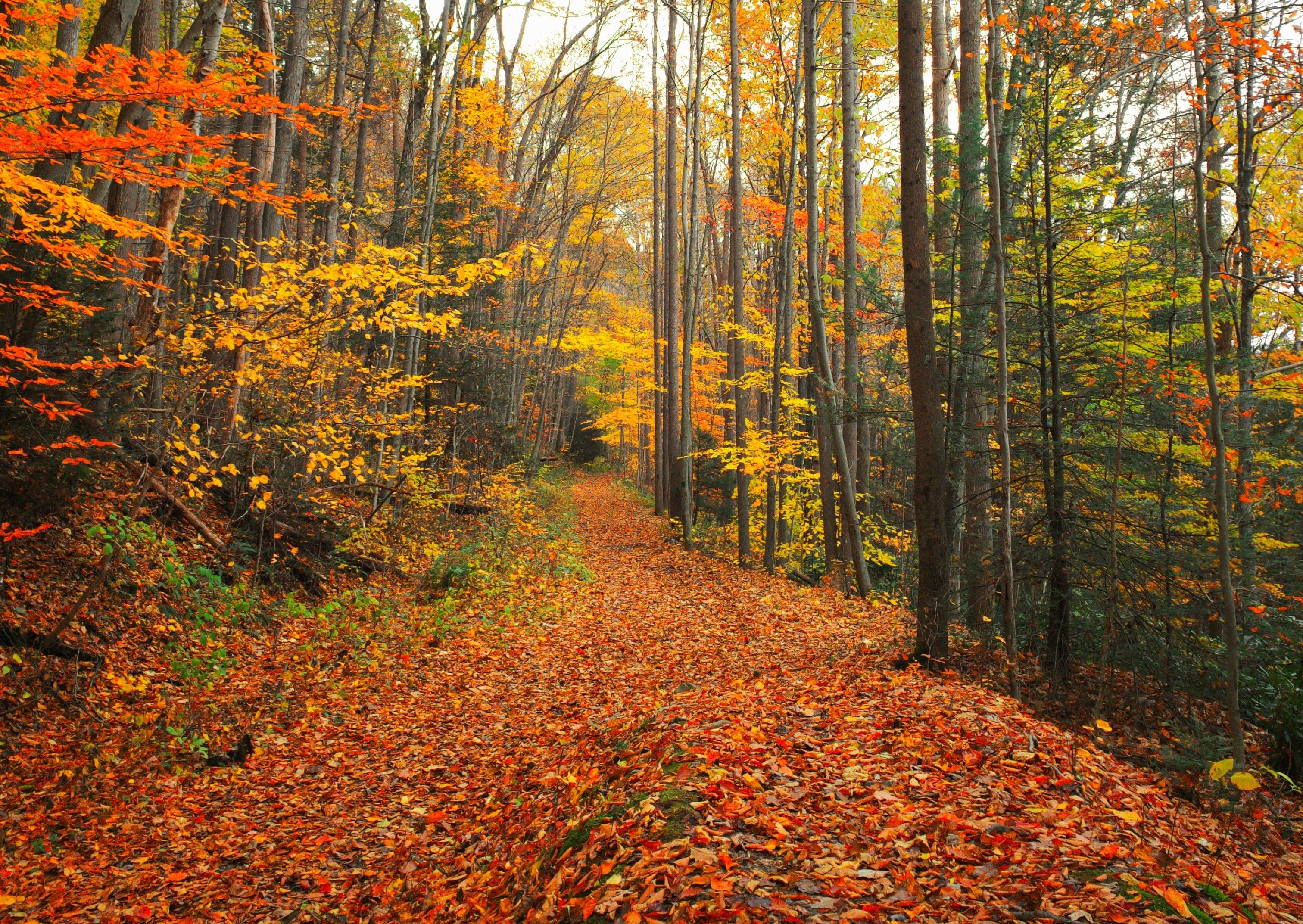 Fall In Bedford 10 Amazing Spots To See Fall Foliage In This