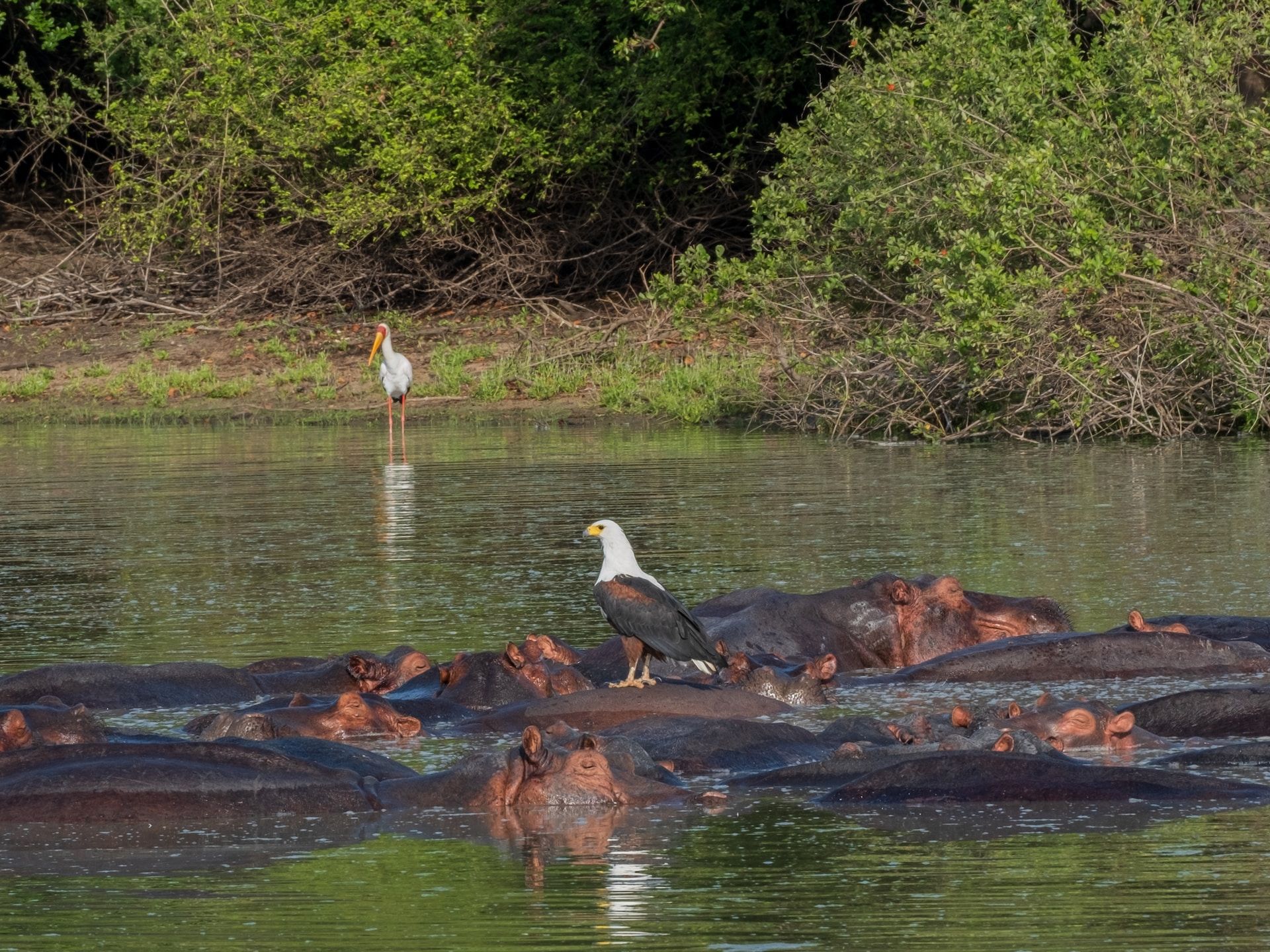 A group of hippopotamus in Nyerere National Park ( Selous Game Reserve ), Tanzania