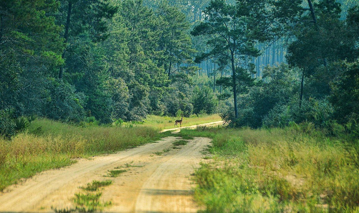 An animal stands in a deserted dirt road in the Ocala National Forest