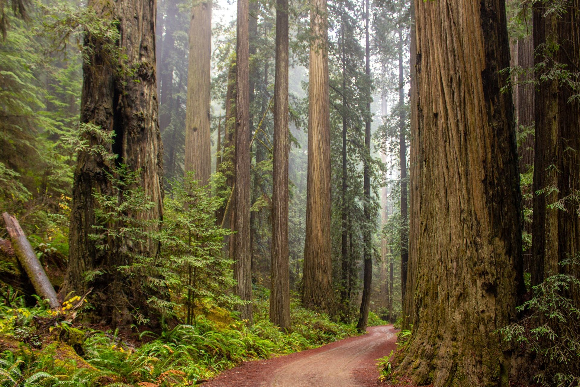 Redwood Trees, California